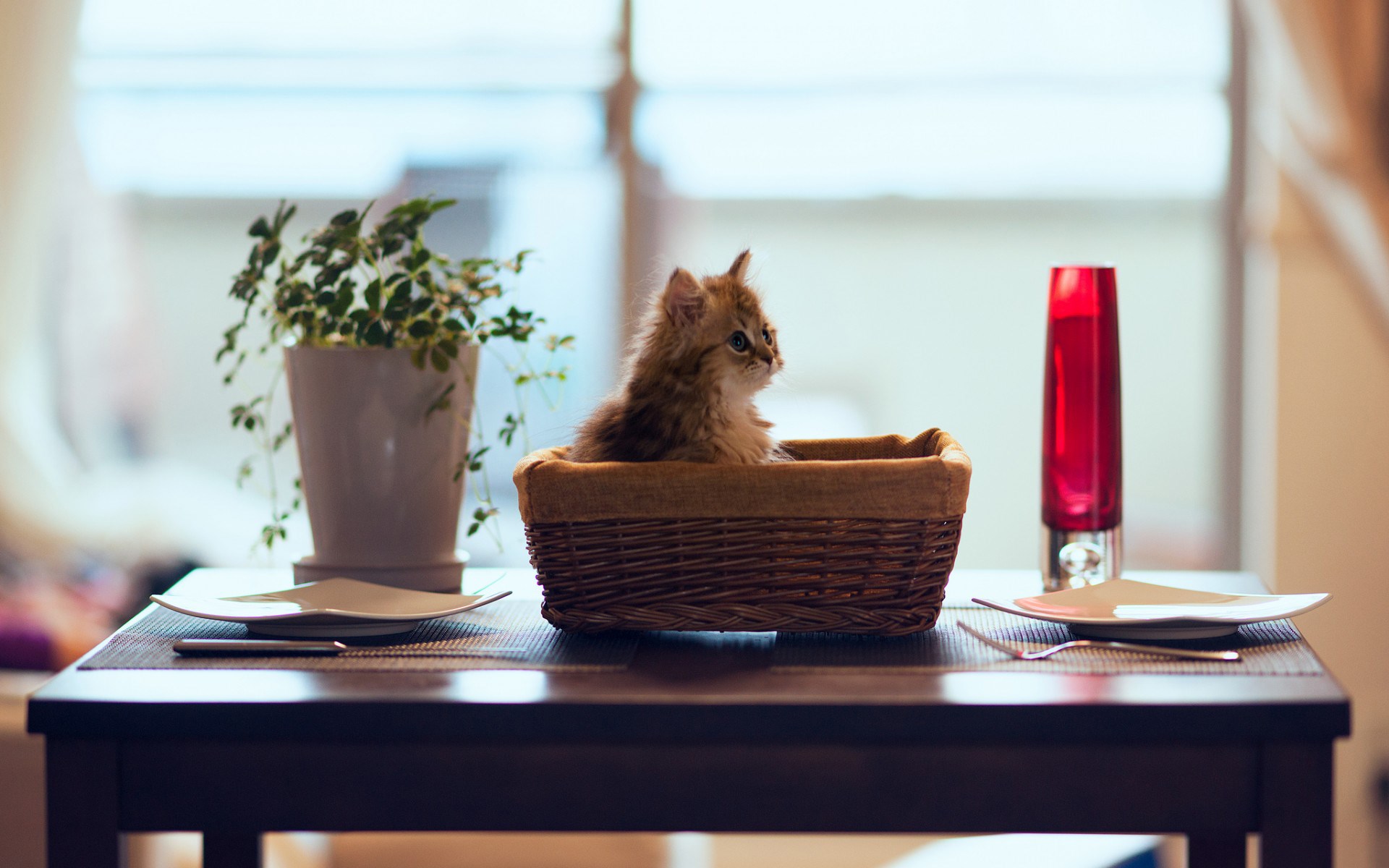 Téléchargez des papiers peints mobile Animaux, Chat gratuitement.