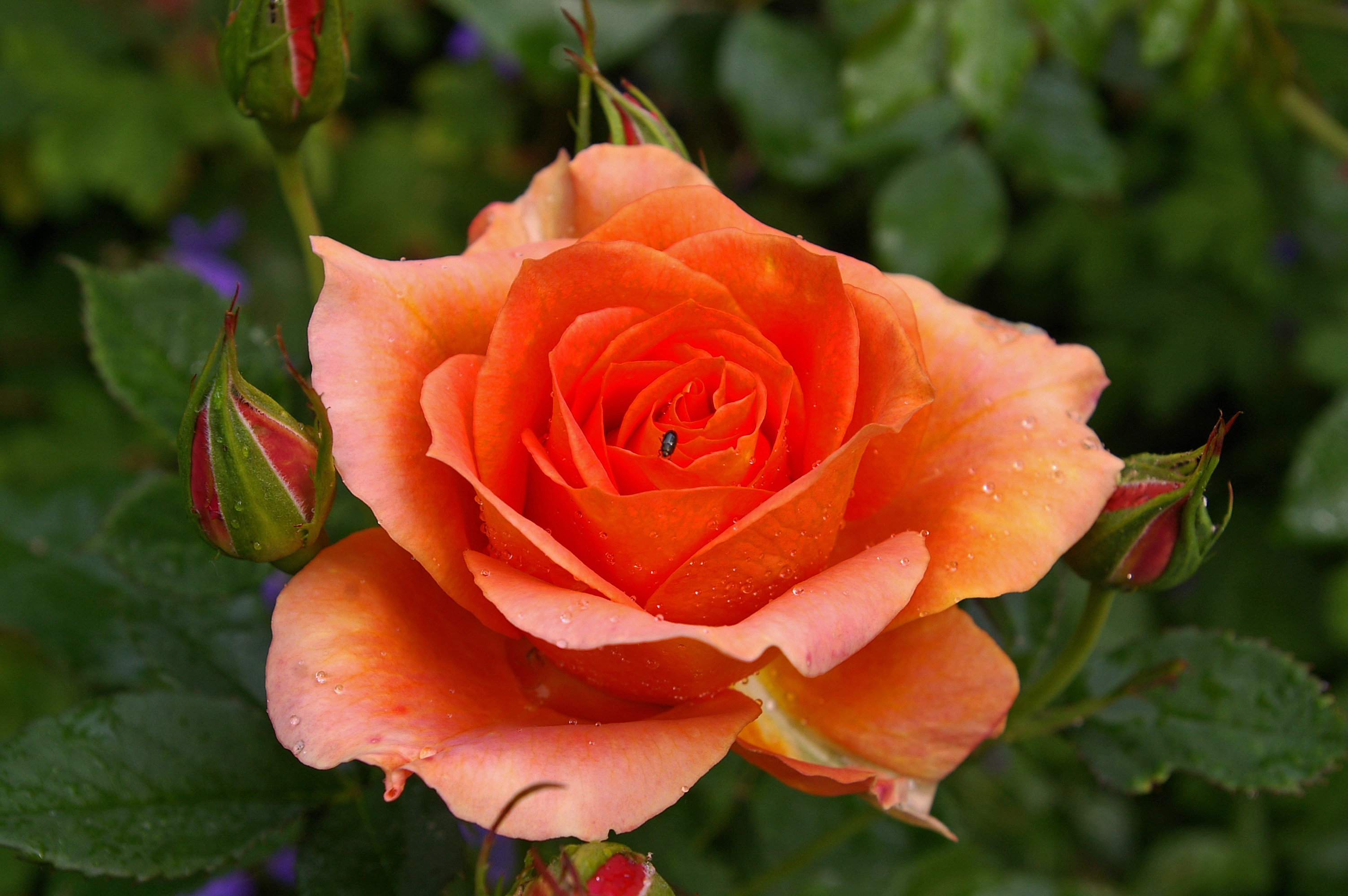 94890 télécharger l'image rose, drops, fleur, macro, une rose, pétales, bourgeon - fonds d'écran et économiseurs d'écran gratuits