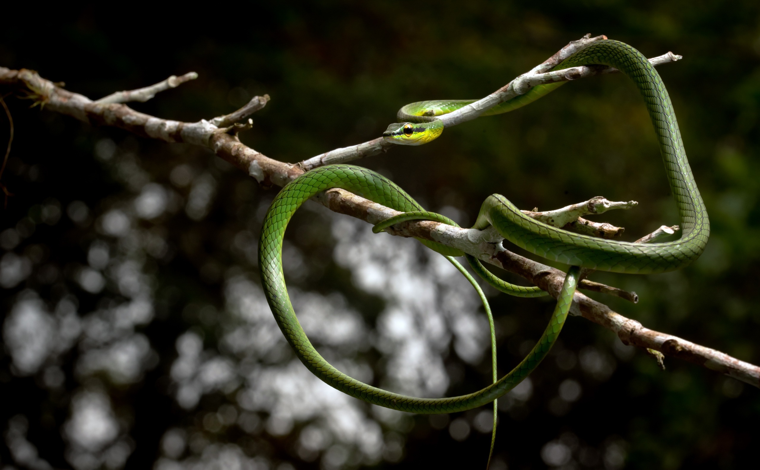 Descarga gratis la imagen Animales, Reptil, Serpiente, Reptiles en el escritorio de tu PC