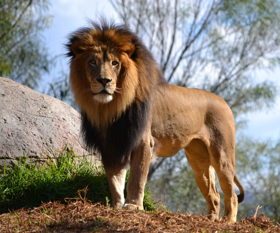 Téléchargez des papiers peints mobile Animaux, Chats, Lion gratuitement.