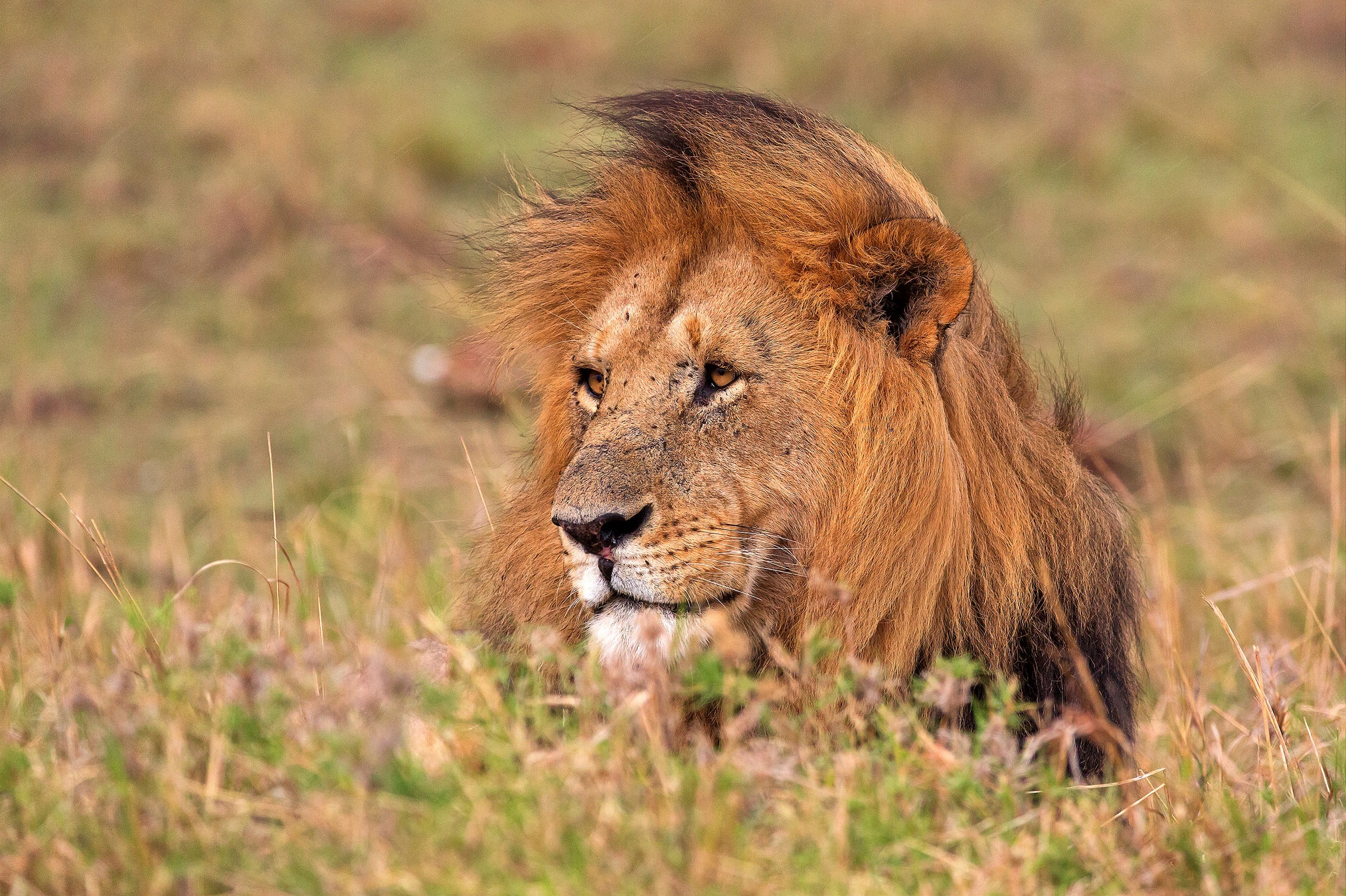 Téléchargez des papiers peints mobile Animaux, Chats, Museau, Lion gratuitement.