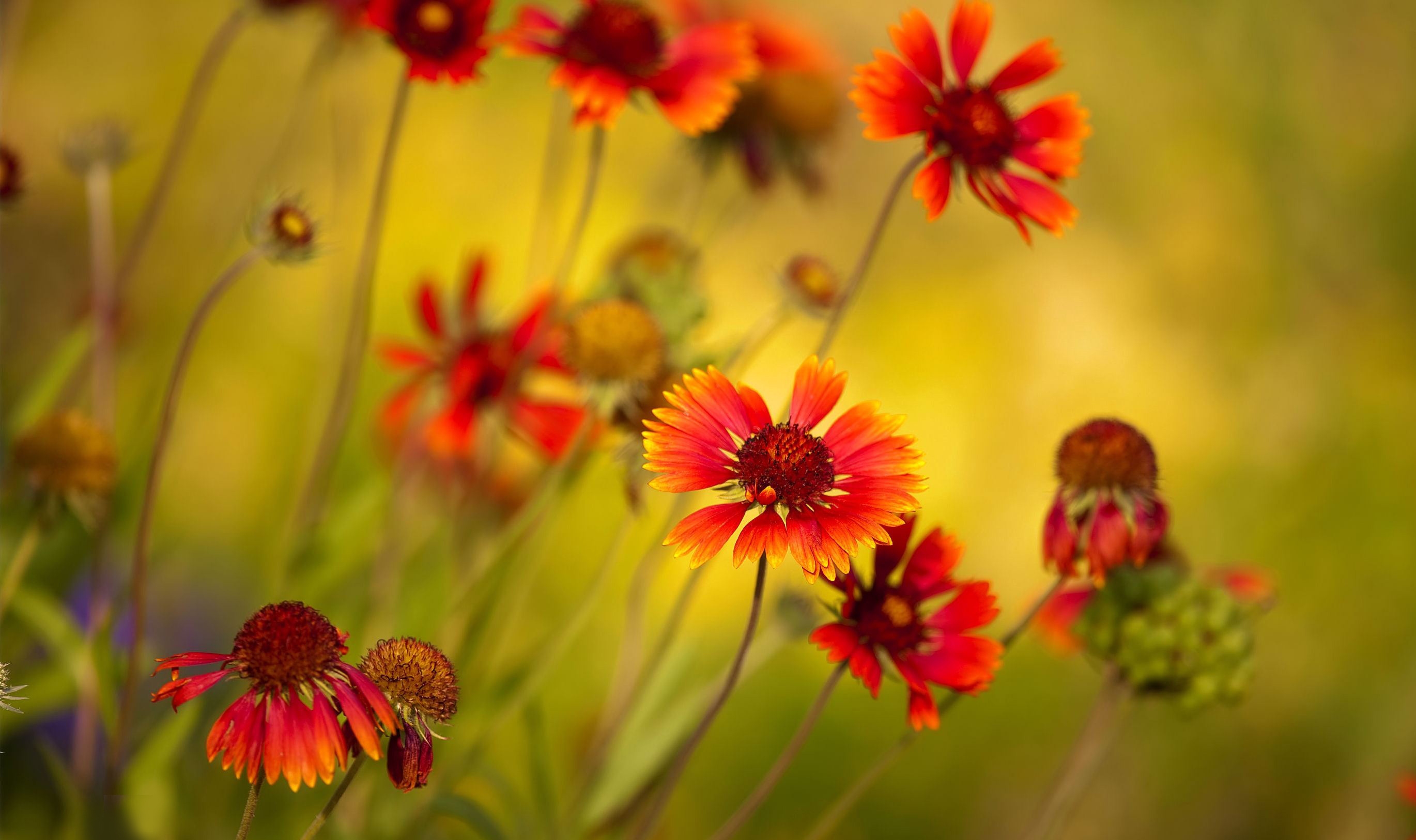 Download mobile wallpaper Smooth, Close Up, Flowers, Blur for free.