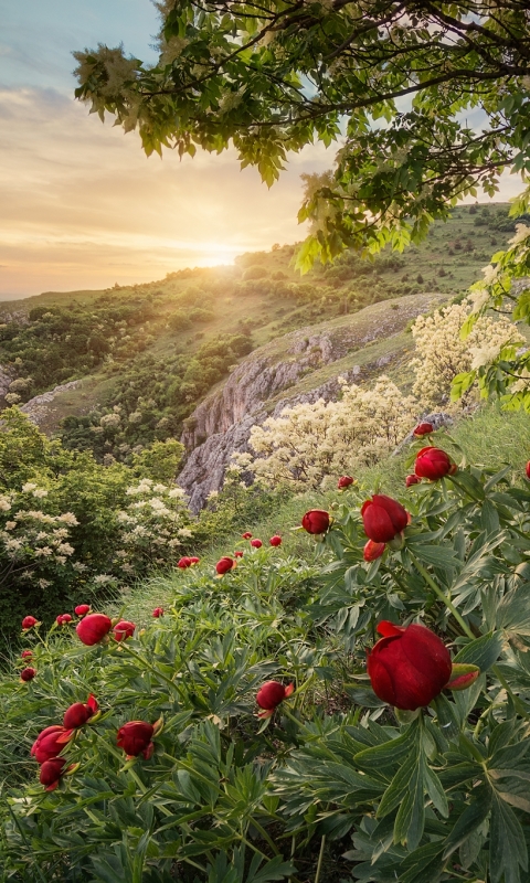 bulgaria, peony, earth, sunset, spring, forest, mountain
