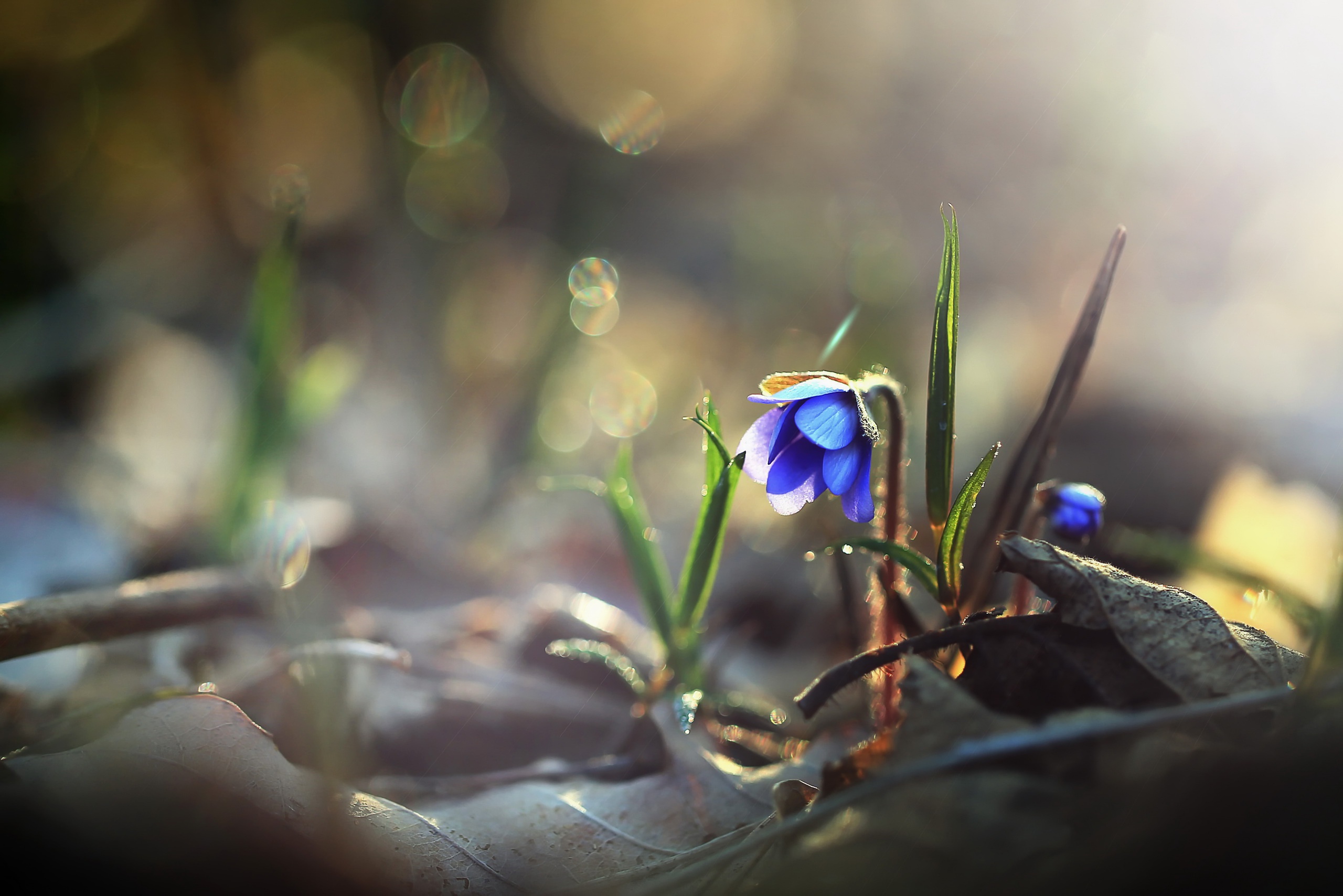 Download mobile wallpaper Nature, Flowers, Flower, Macro, Leaf, Earth, Bokeh, Sunny, Blue Flower for free.