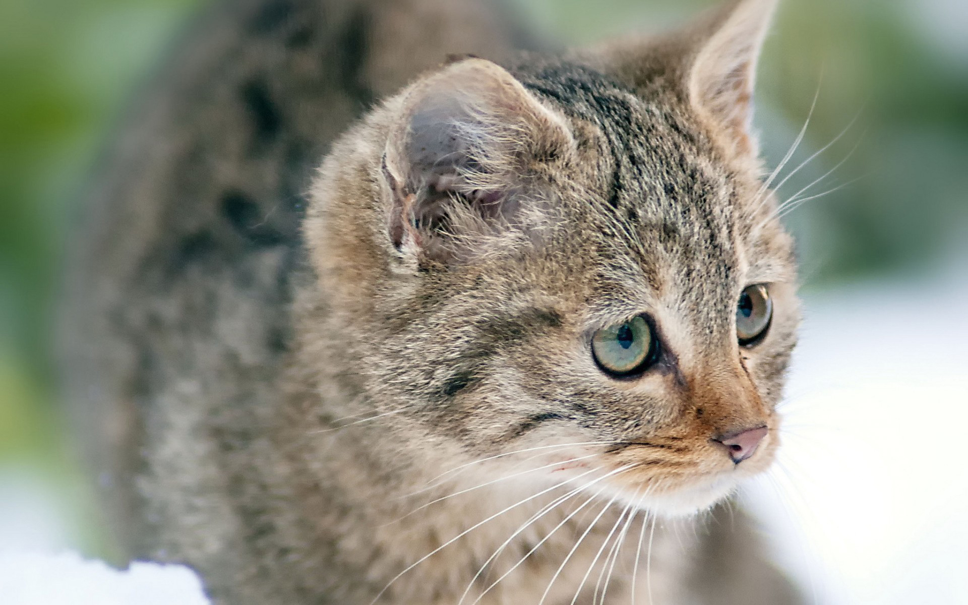 Baixar papel de parede para celular de Gato, Gatos, Animais gratuito.