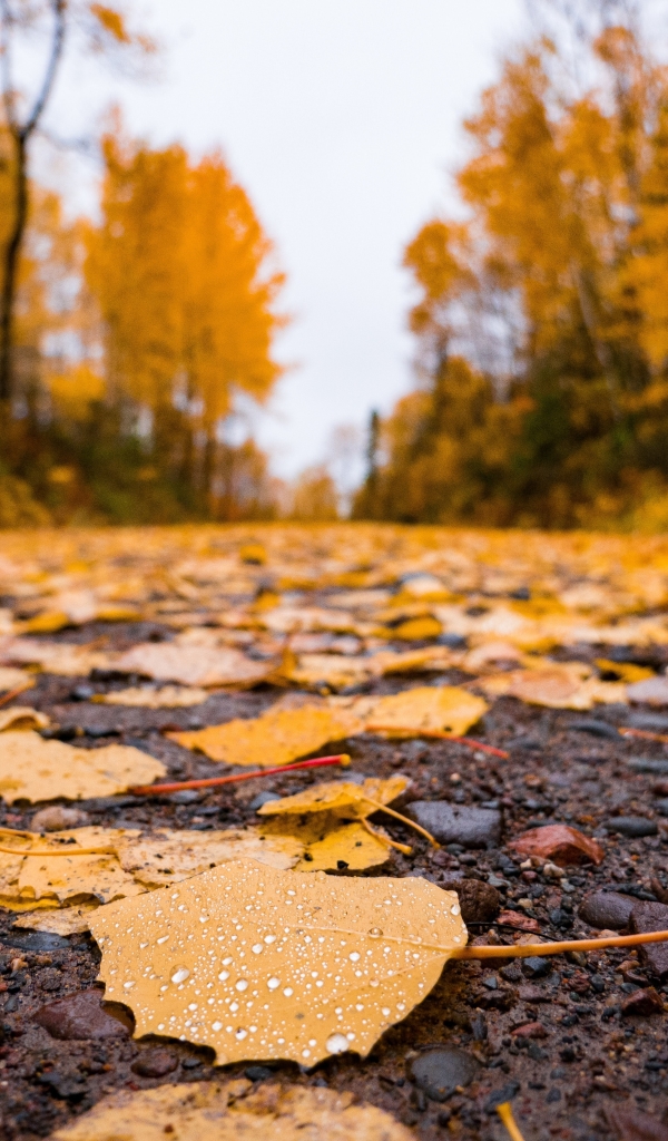 Descarga gratuita de fondo de pantalla para móvil de Naturaleza, Otoño, Hoja, Tierra/naturaleza.