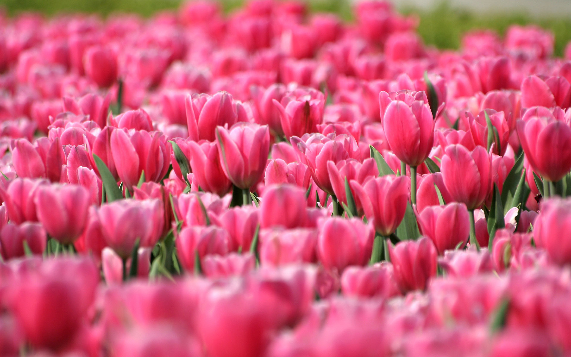 Téléchargez gratuitement l'image Fleurs, Fleur, Tulipe, Terre/nature, Fleur Rose sur le bureau de votre PC