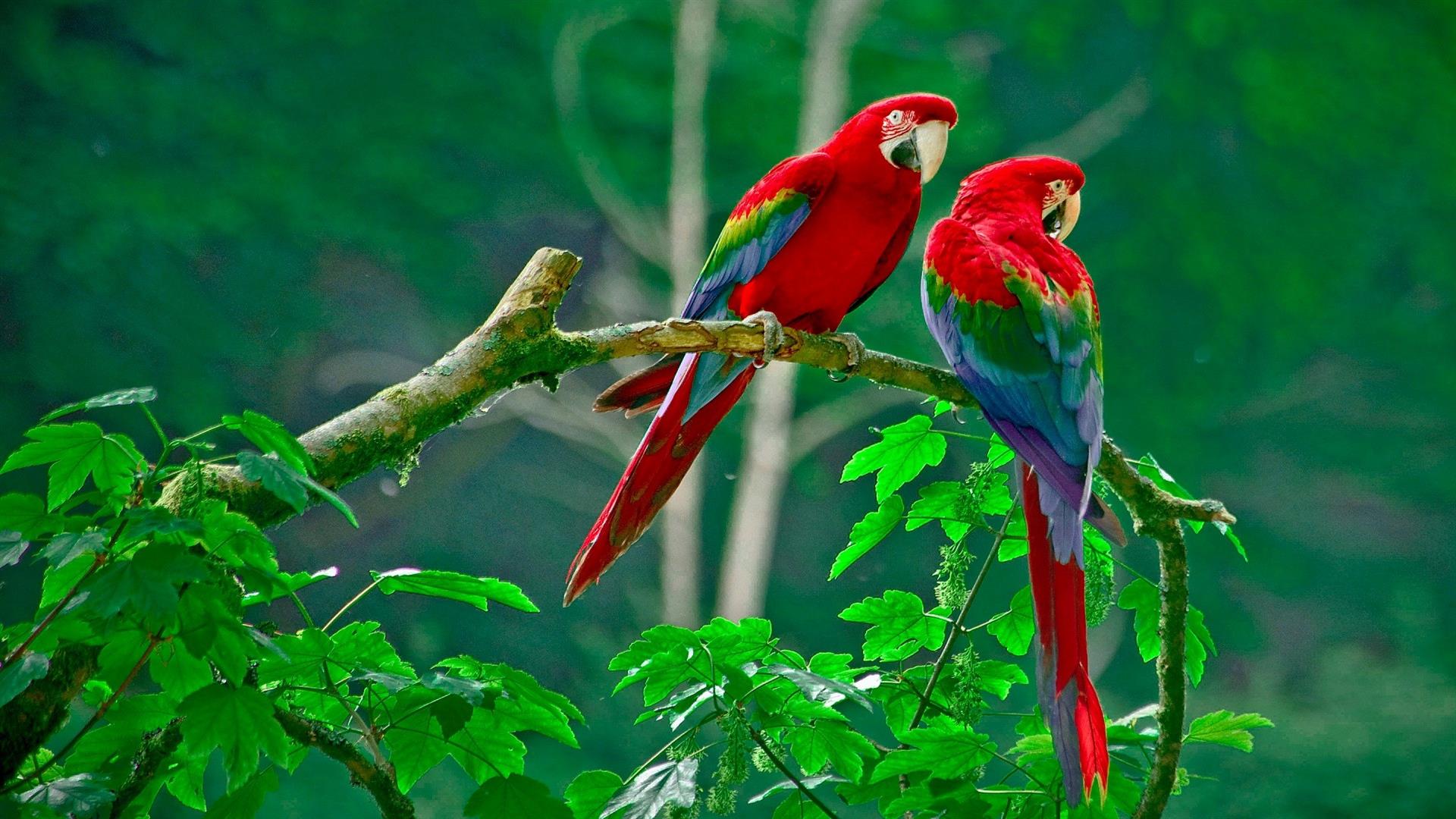 Download mobile wallpaper Bird, Animal, Parrot, Red And Green Macaw for free.