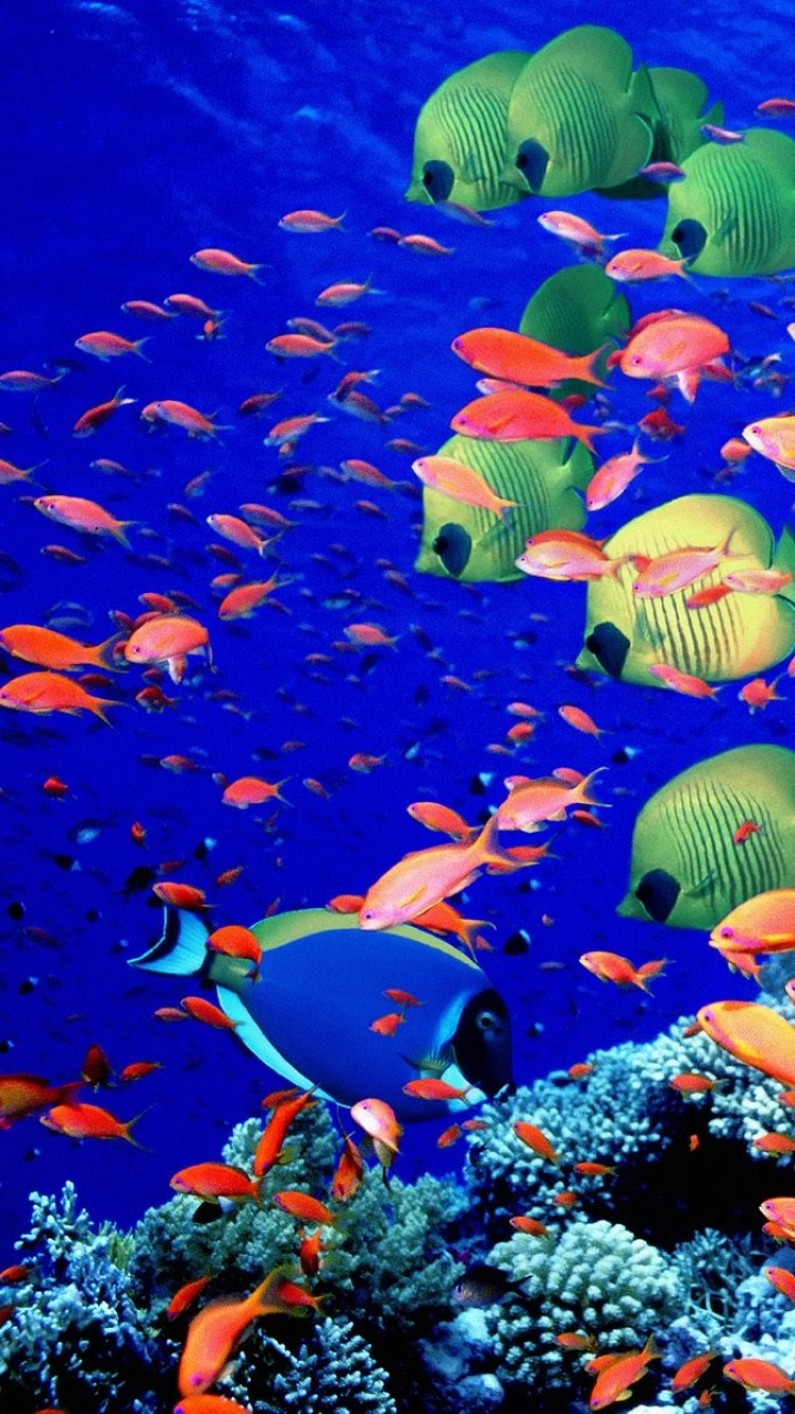 1082010 скачать обои коралловый, кораллы, щетинозубые, животные, рыбы, рыба бабочка - заставки и картинки бесплатно