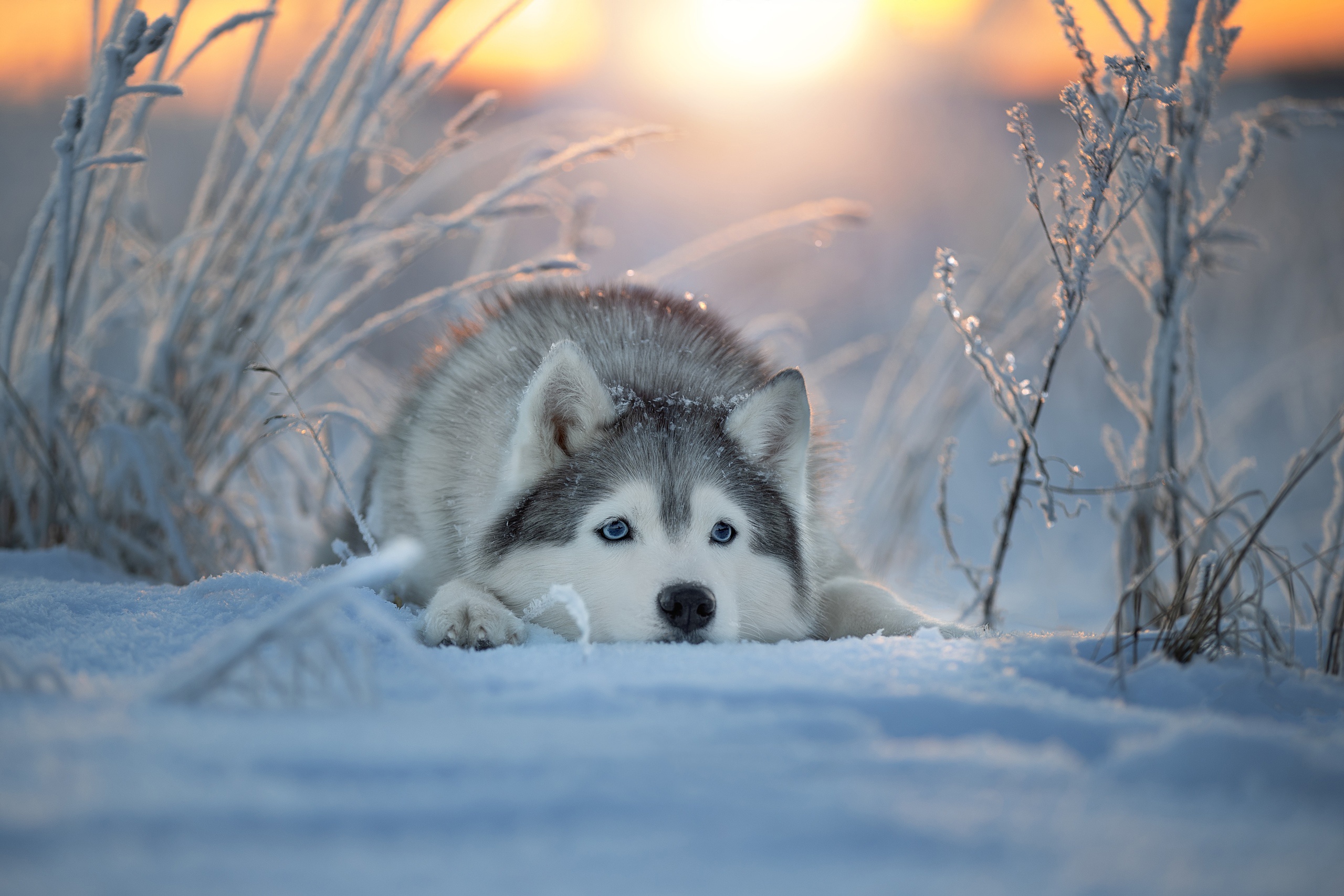 Baixe gratuitamente a imagem Animais, Inverno, Cães, Neve, Cão, Husky na área de trabalho do seu PC