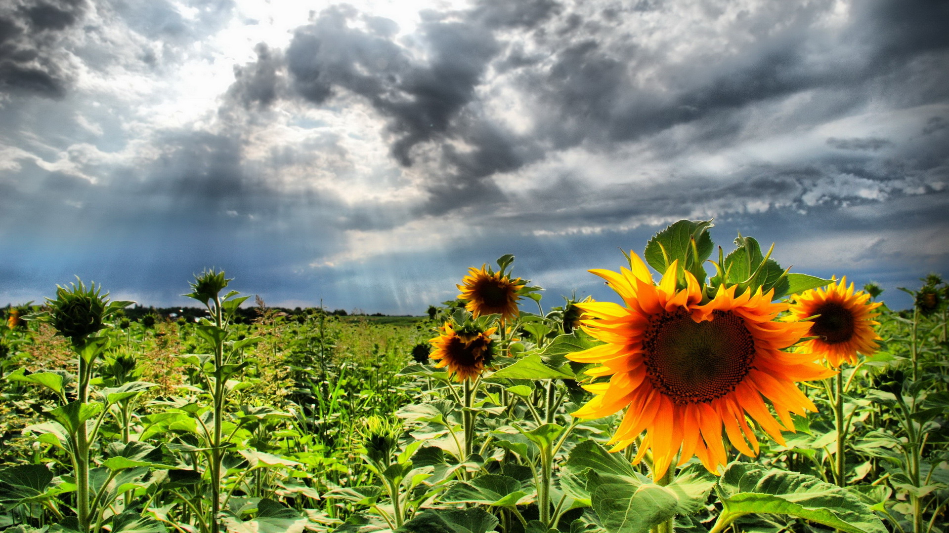 Téléchargez des papiers peints mobile Fleurs, Tournesol, Terre/nature gratuitement.