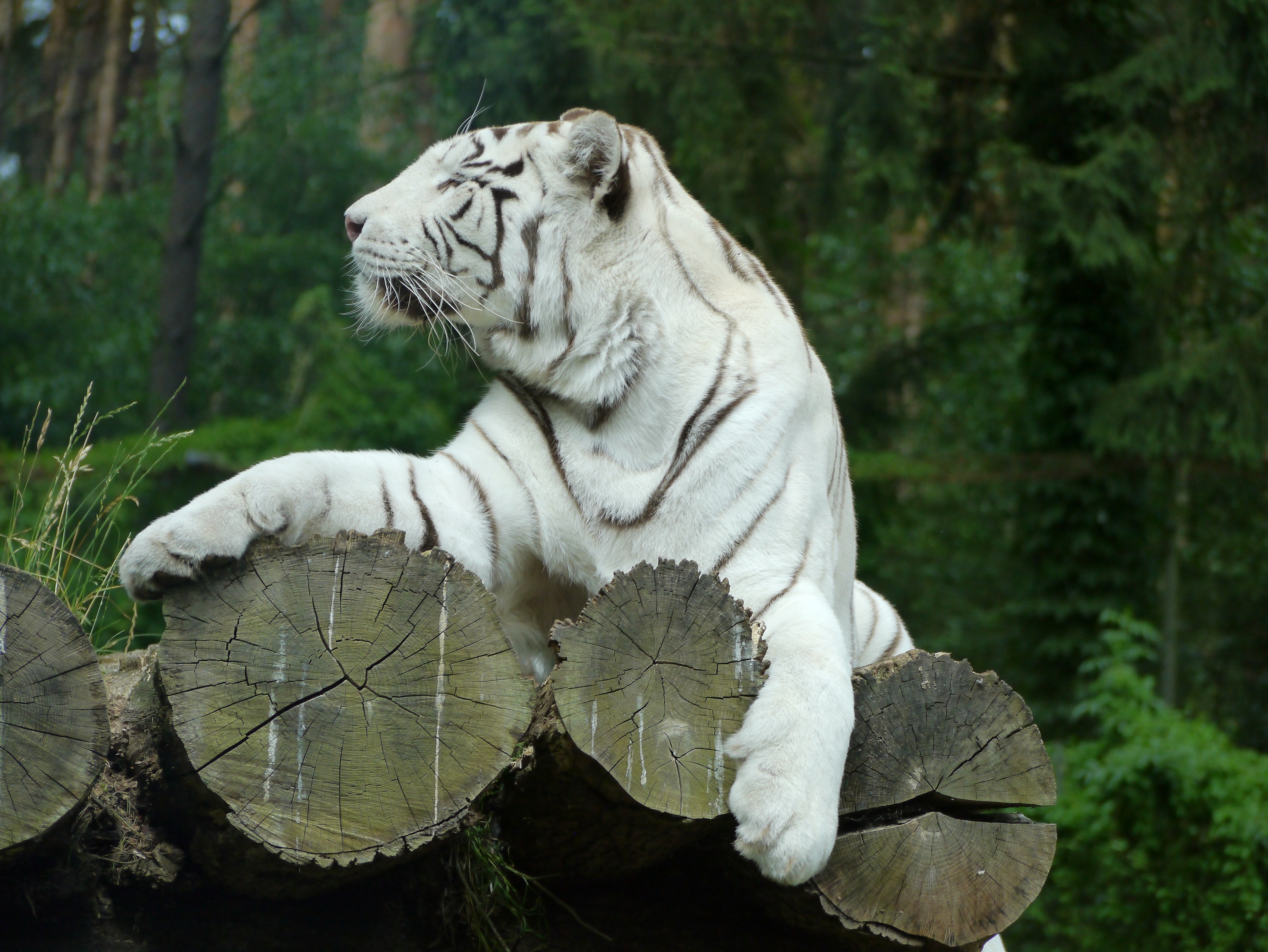 52246 Hintergrundbild herunterladen tiere, raubtier, predator, weißer tiger, bengalischer tiger, bengaltiger - Bildschirmschoner und Bilder kostenlos