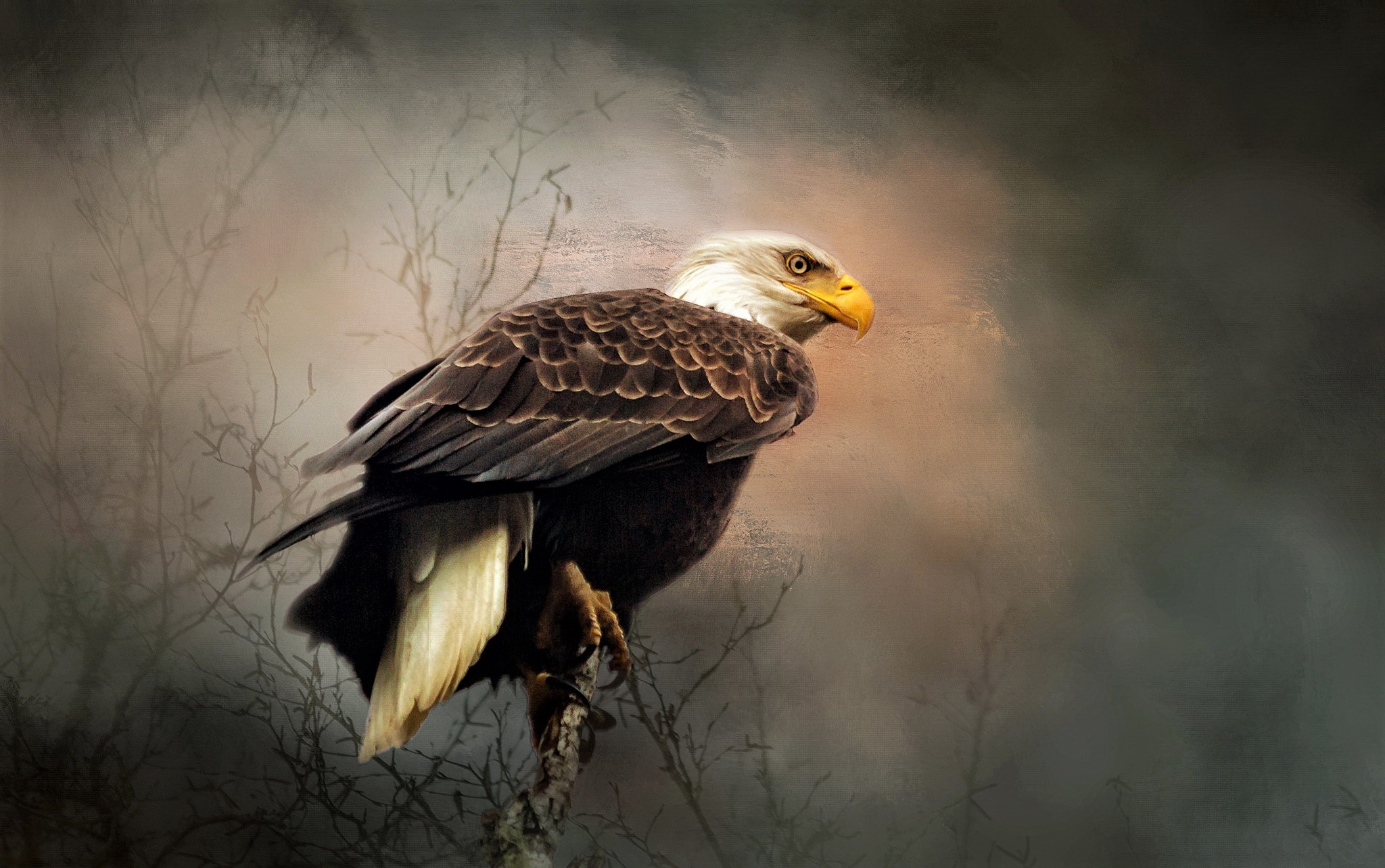 Free download wallpaper Birds, Bird, Animal, Eagle, Painting, Bald Eagle, Bird Of Prey on your PC desktop