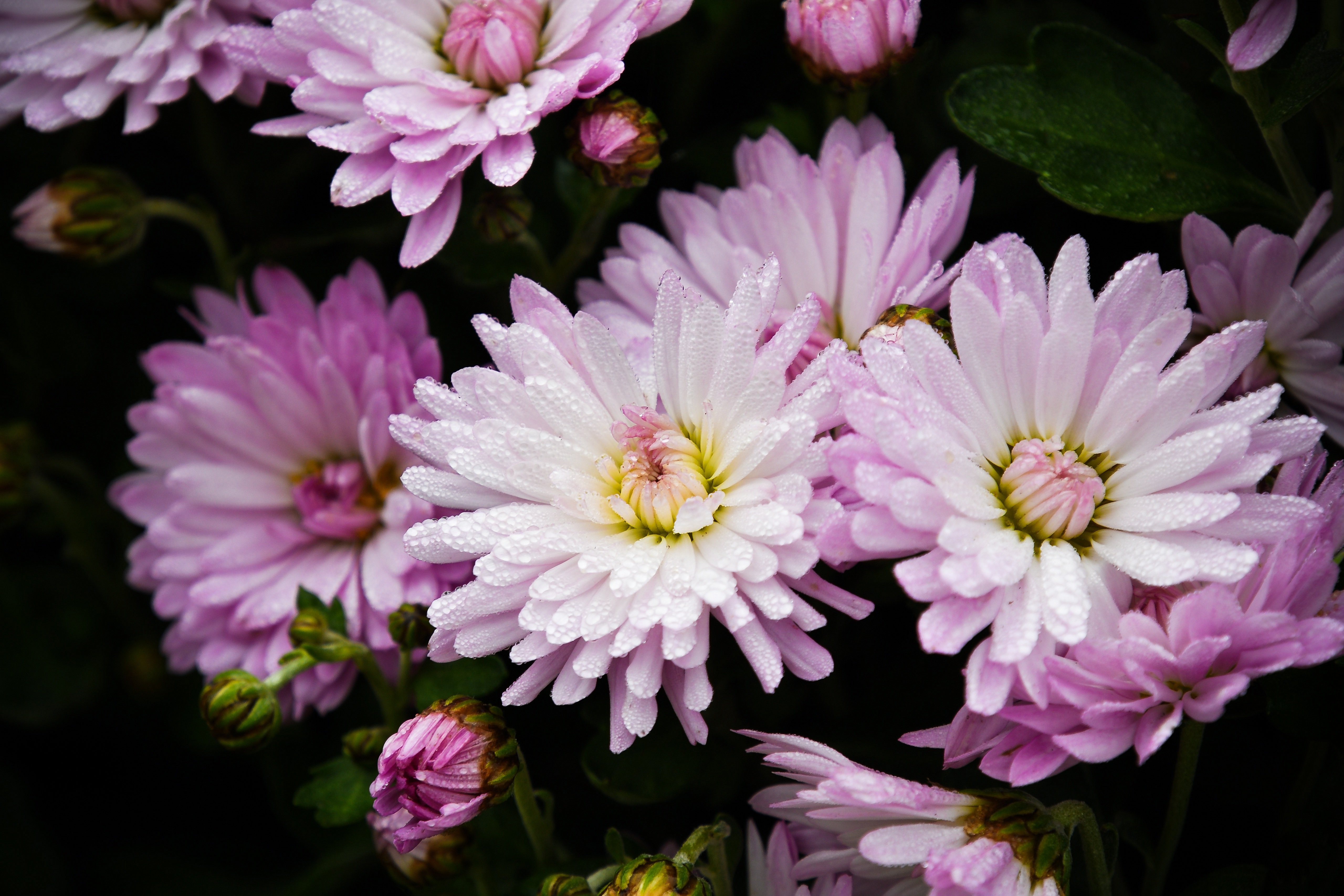 Download mobile wallpaper Flowers, Chrysanthemum, Flower, Earth, Petal, Pink Flower, Dew Drop for free.
