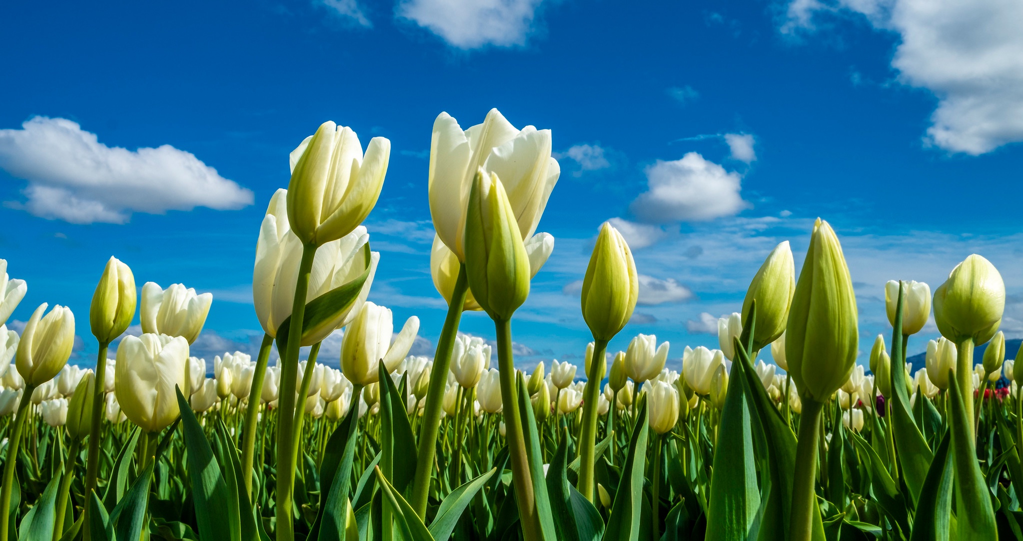Скачати мобільні шпалери Природа, Квітка, Земля, Тюльпан, Біла Квітка, Флауерзи безкоштовно.