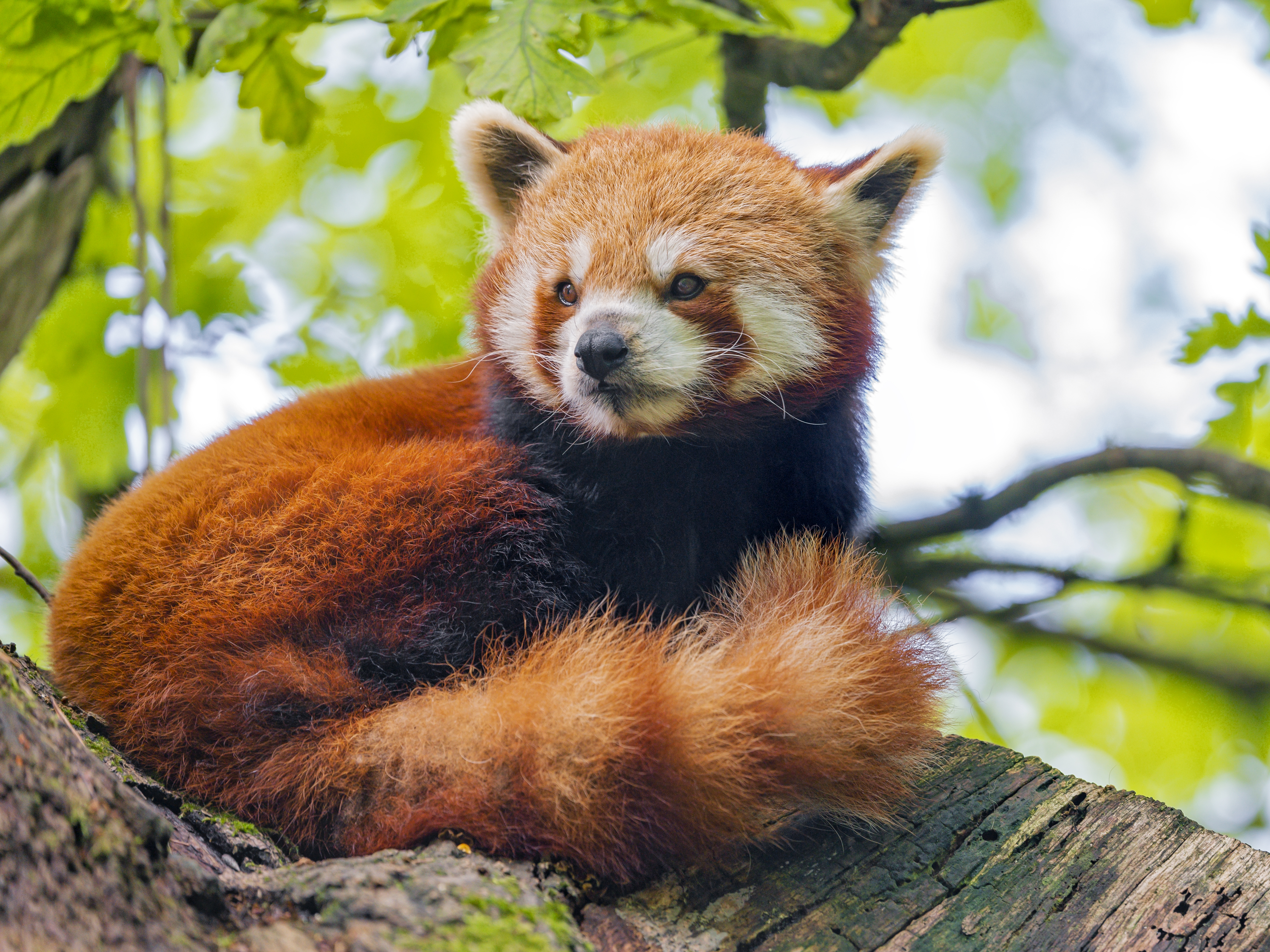 Free download wallpaper Wood, Tree, Sight, Opinion, Animal, Red Panda, Animals, Panda on your PC desktop
