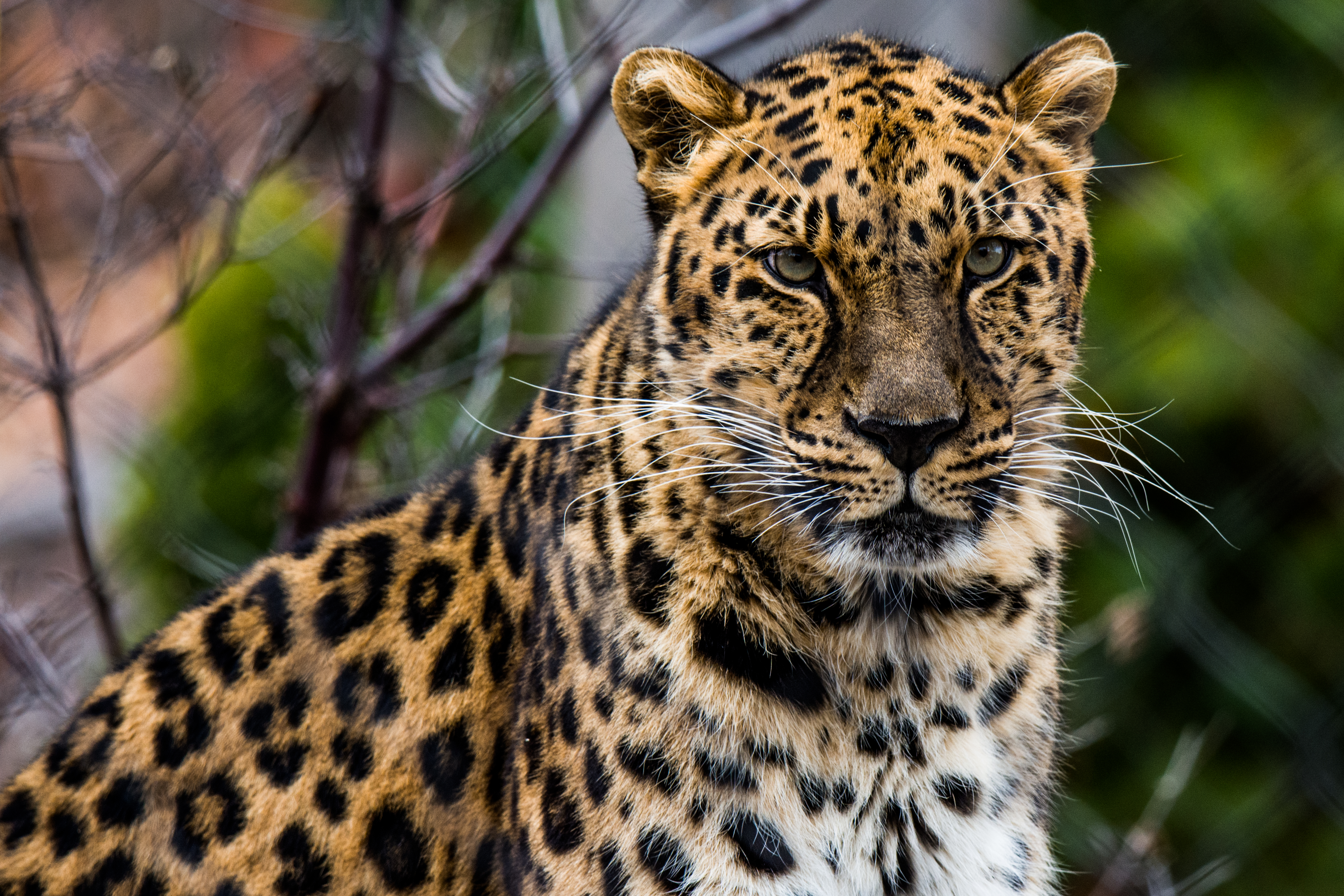 Descarga gratuita de fondo de pantalla para móvil de Leopardo Africano, Depredador, Animales, Leopardo, Bozal, Gato Grande.