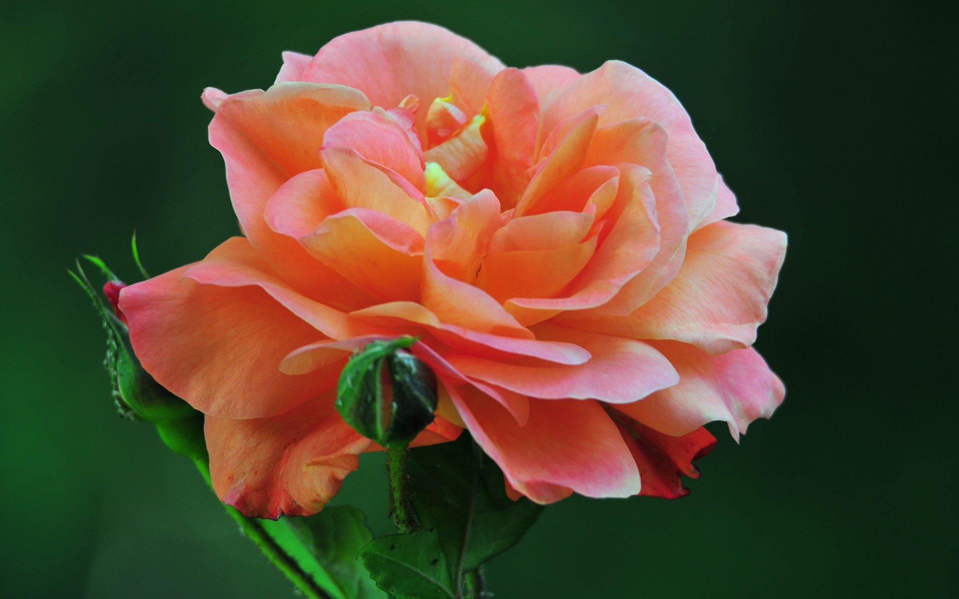 Téléchargez gratuitement l'image Fleurs, Rose, Fleur, Terre/nature, Rose Rose sur le bureau de votre PC