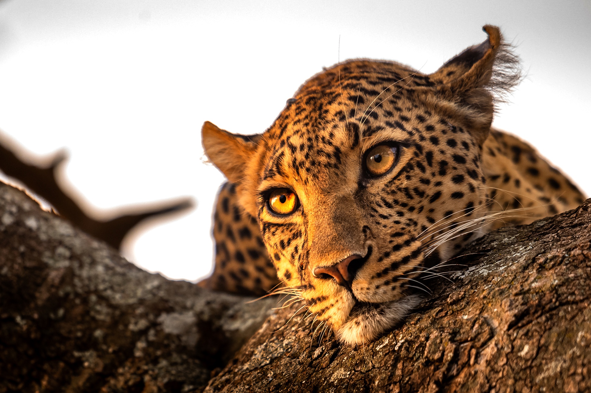 Baixar papel de parede para celular de Animais, Gatos, Leopardo gratuito.