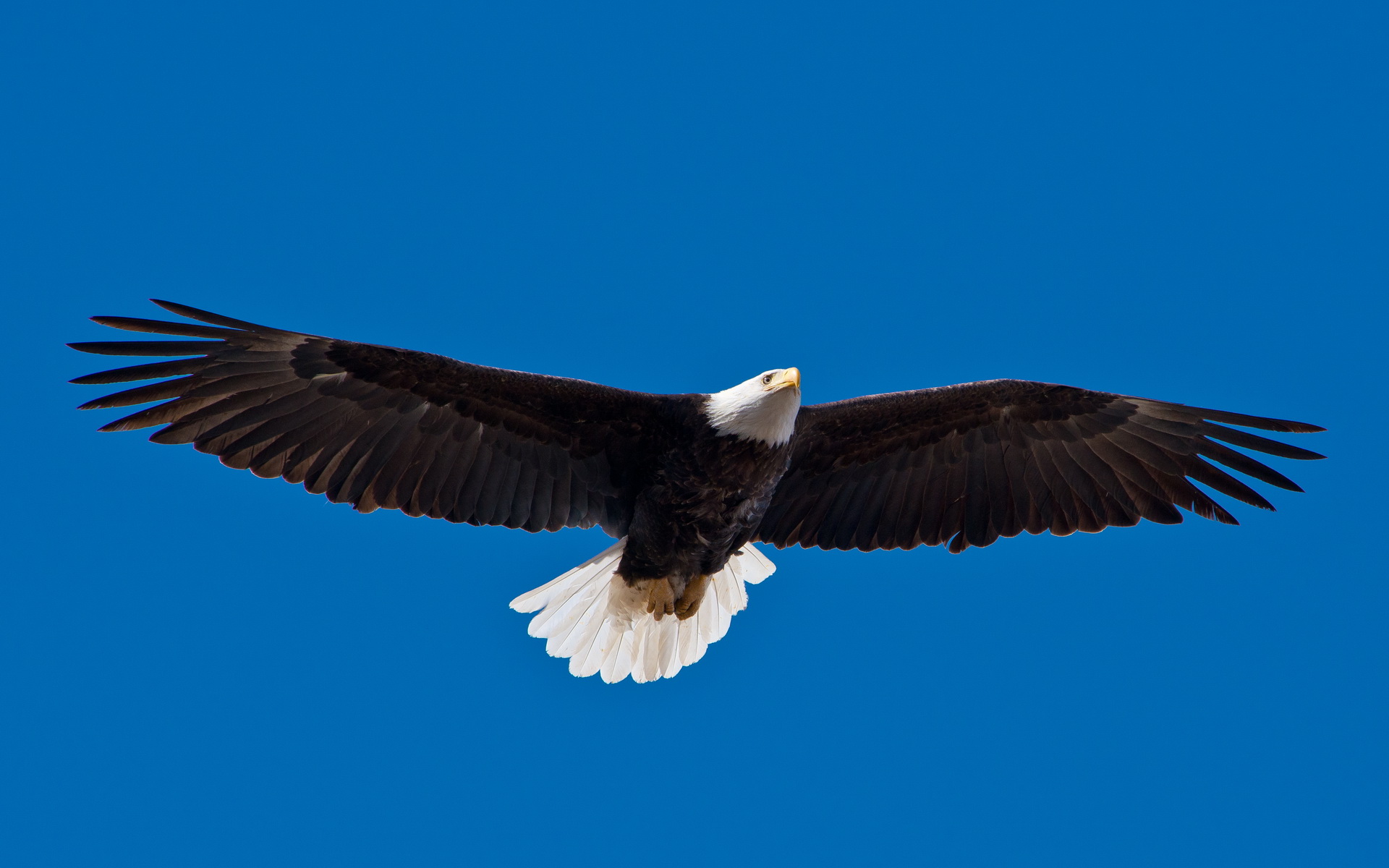 Descarga gratuita de fondo de pantalla para móvil de Águila Calva, Aves, Animales.