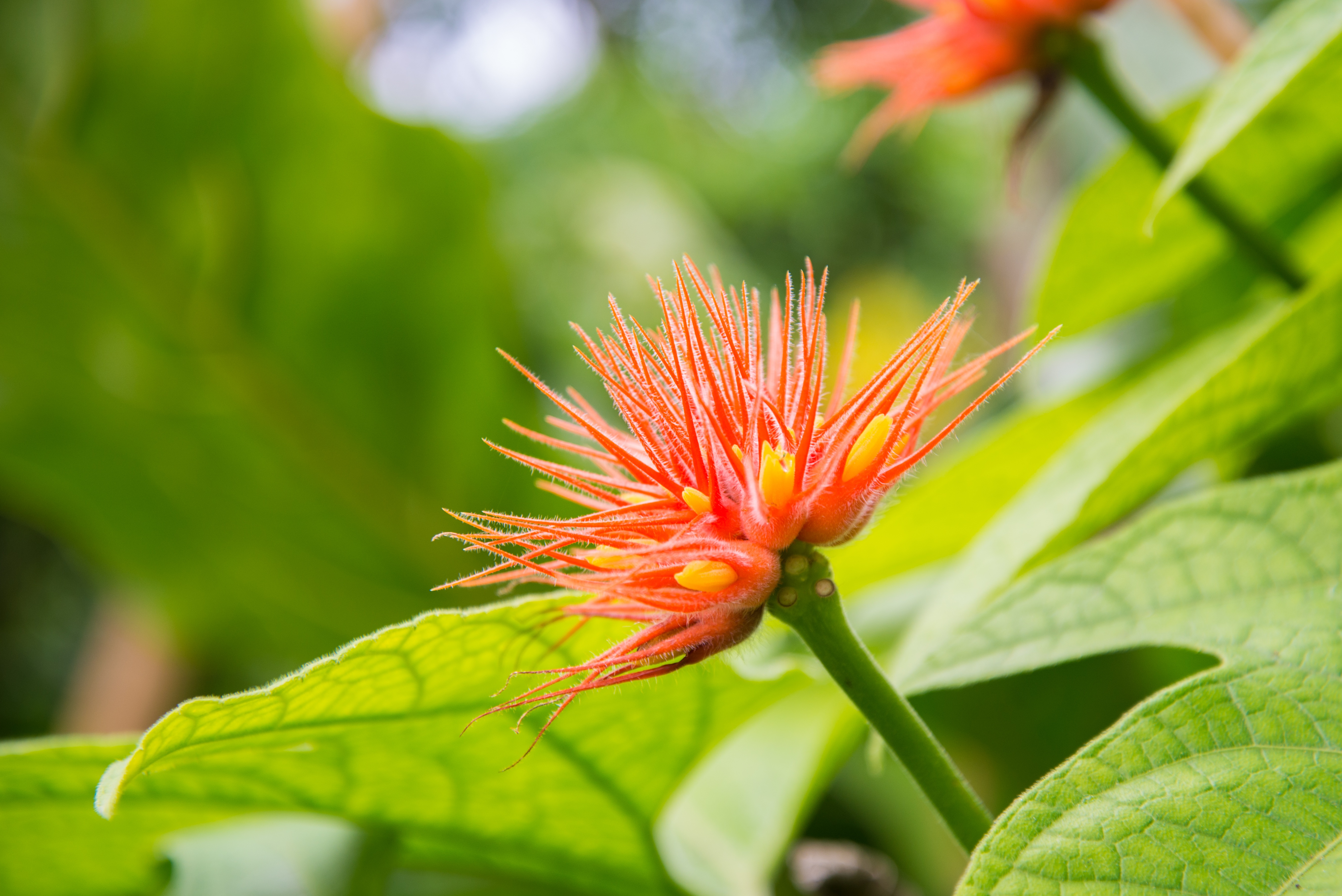 Laden Sie das Natur, Blumen, Blume, Blatt, Erde/natur, Orangene Blume-Bild kostenlos auf Ihren PC-Desktop herunter