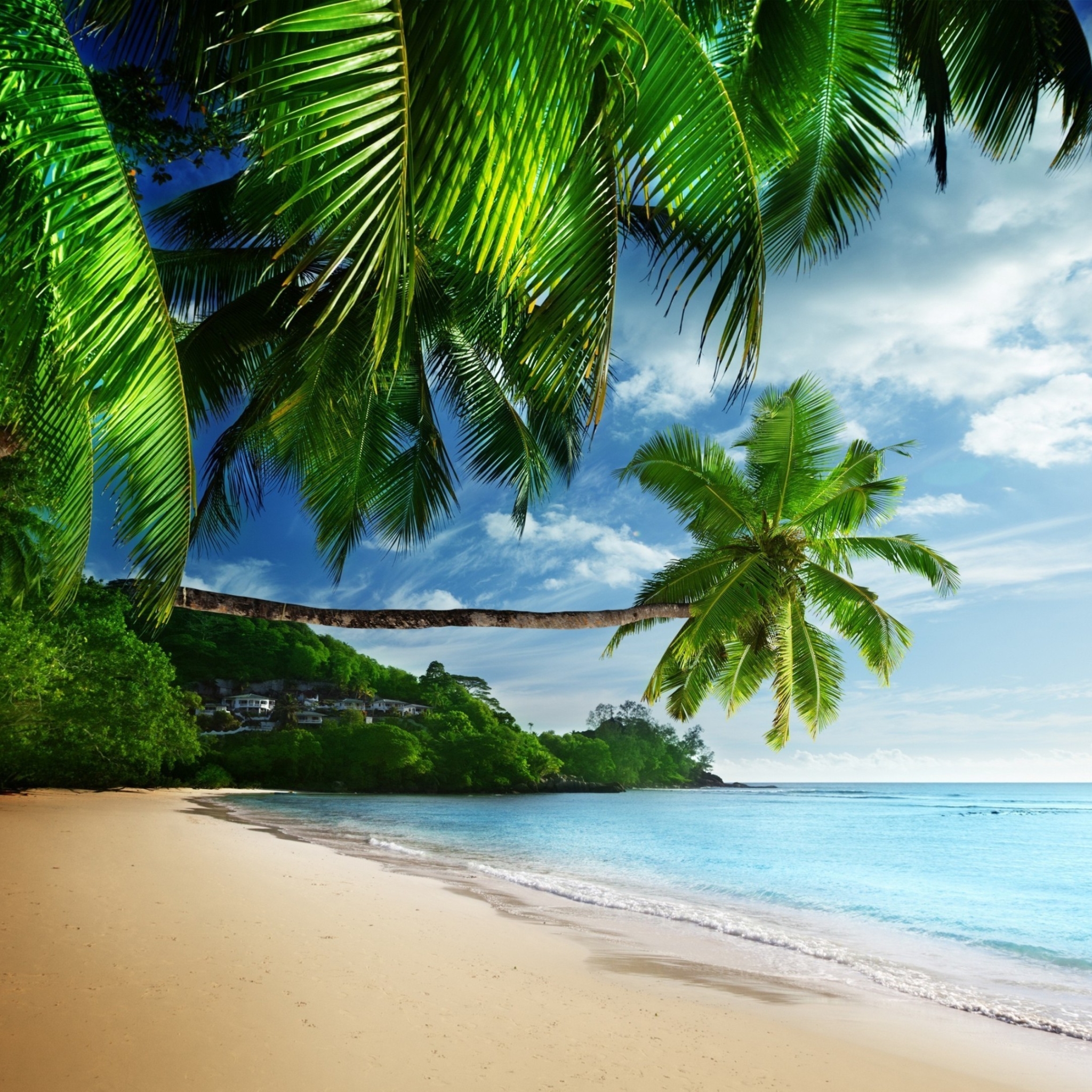 Download mobile wallpaper Sea, Beach, Ocean, Earth, Tropical, Palm Tree, Seashore for free.