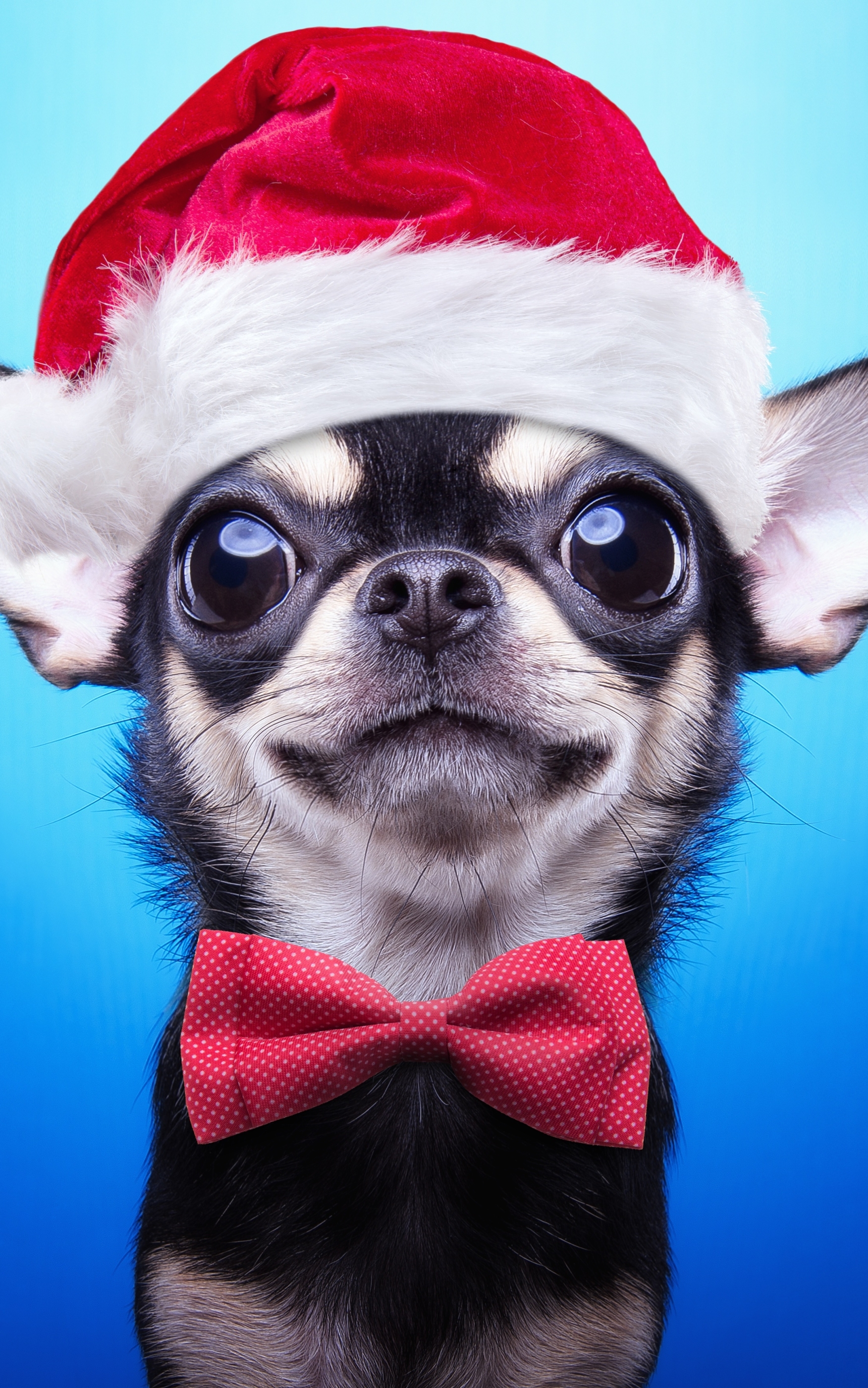 Handy-Wallpaper Tiere, Hunde, Hund, Chihuahua, Krawatte, Weihnachtsmütze kostenlos herunterladen.