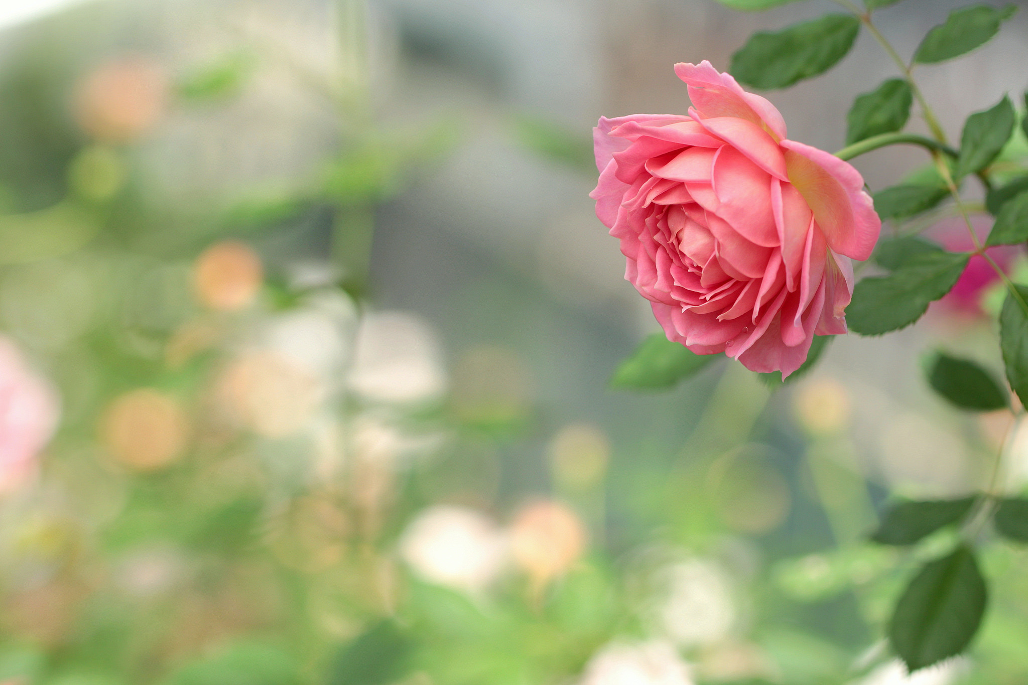 Download mobile wallpaper Nature, Flowers, Flower, Rose, Blur, Earth, Pink Flower for free.