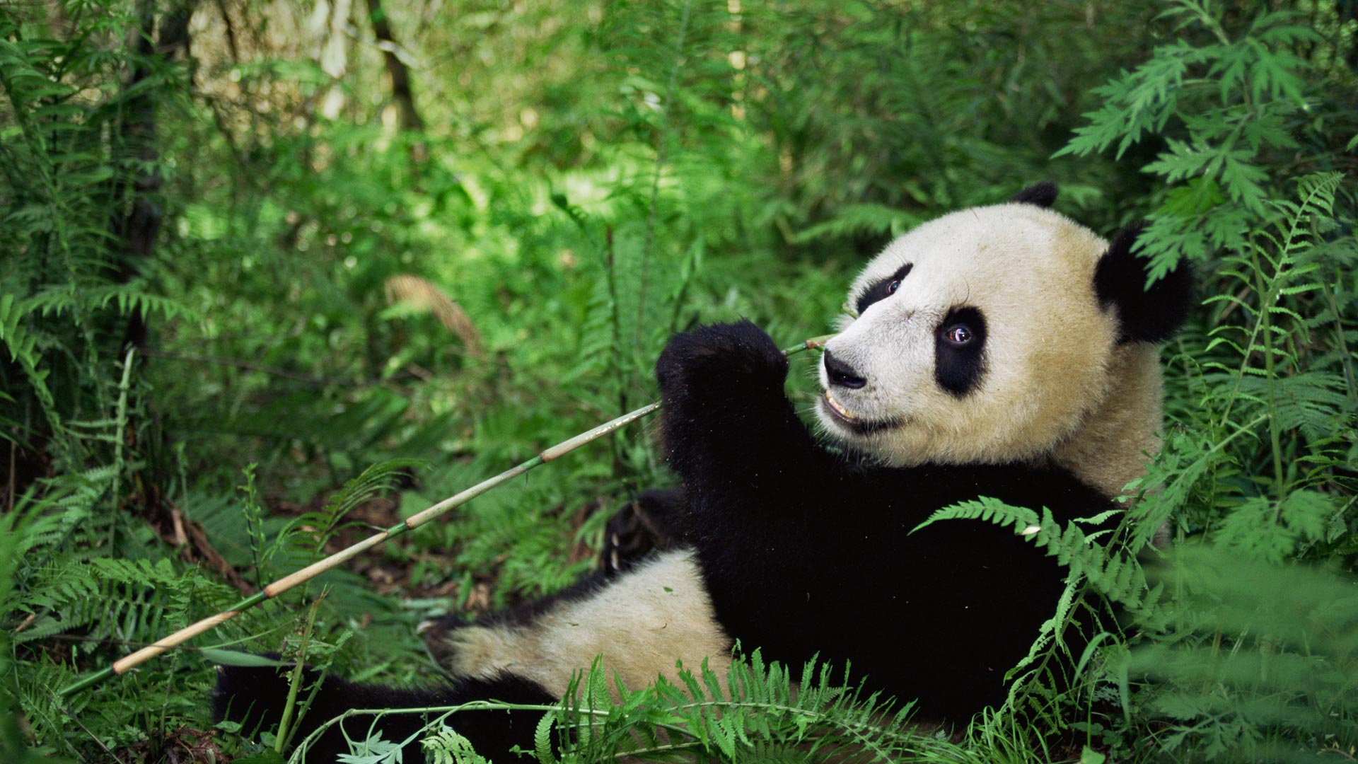 Free download wallpaper Nature, Animal, Panda, Greenery on your PC desktop
