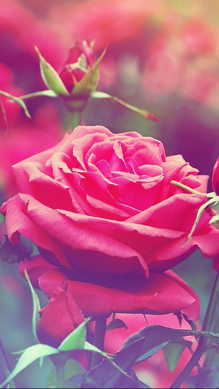 Download mobile wallpaper Flowers, Flower, Rose, Bud, Earth for free.