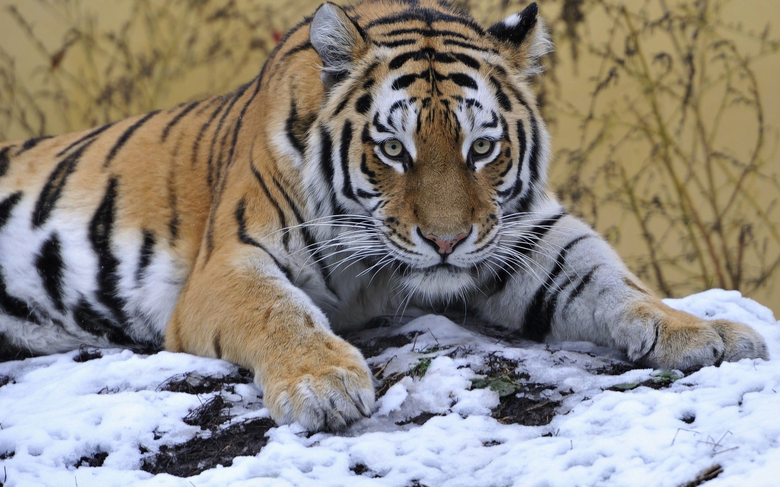 134596 скачать обои лежать, животные, тигр, снег, морда - заставки и картинки бесплатно