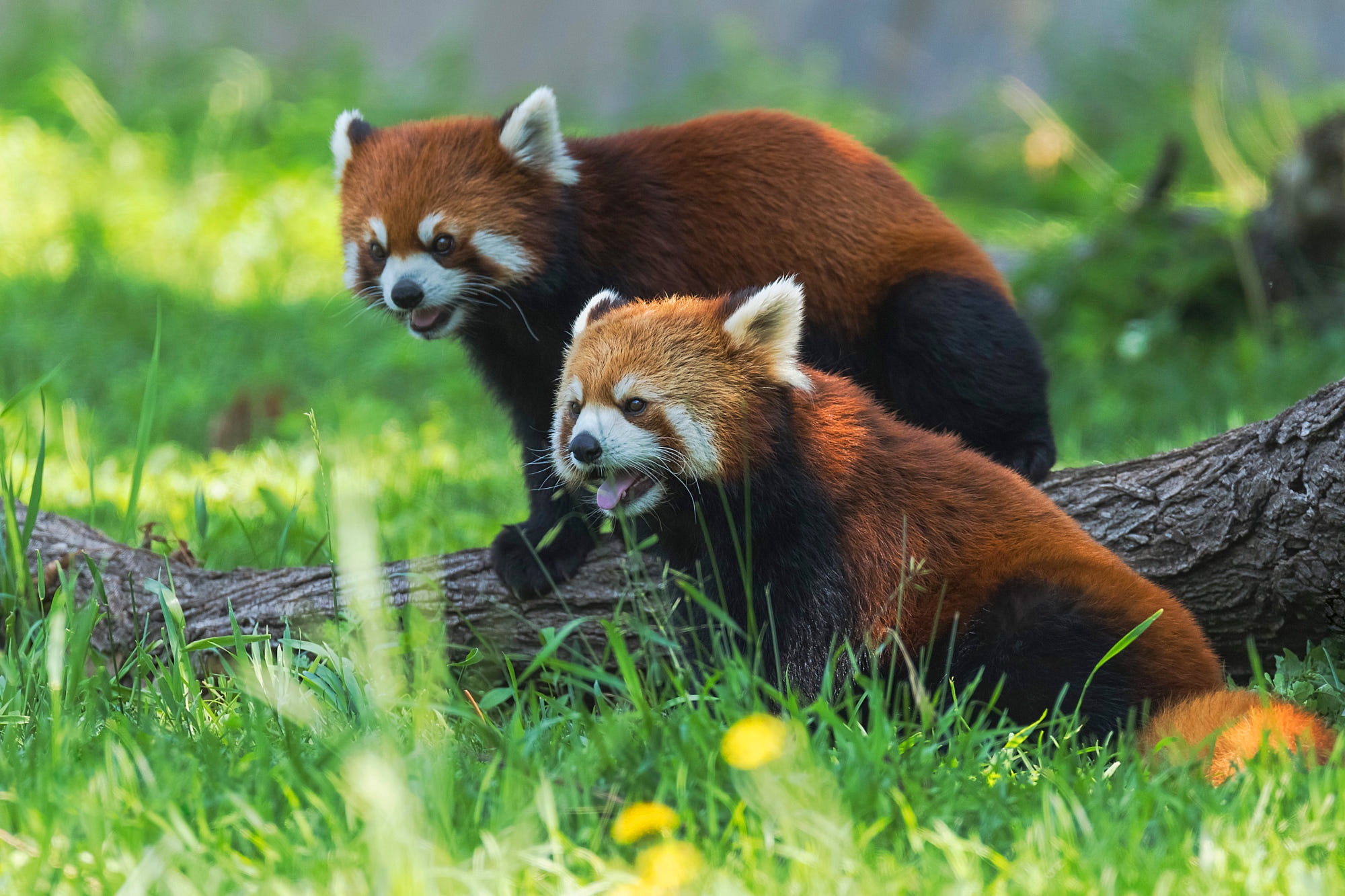 Handy-Wallpaper Tiere, Kleiner Panda kostenlos herunterladen.