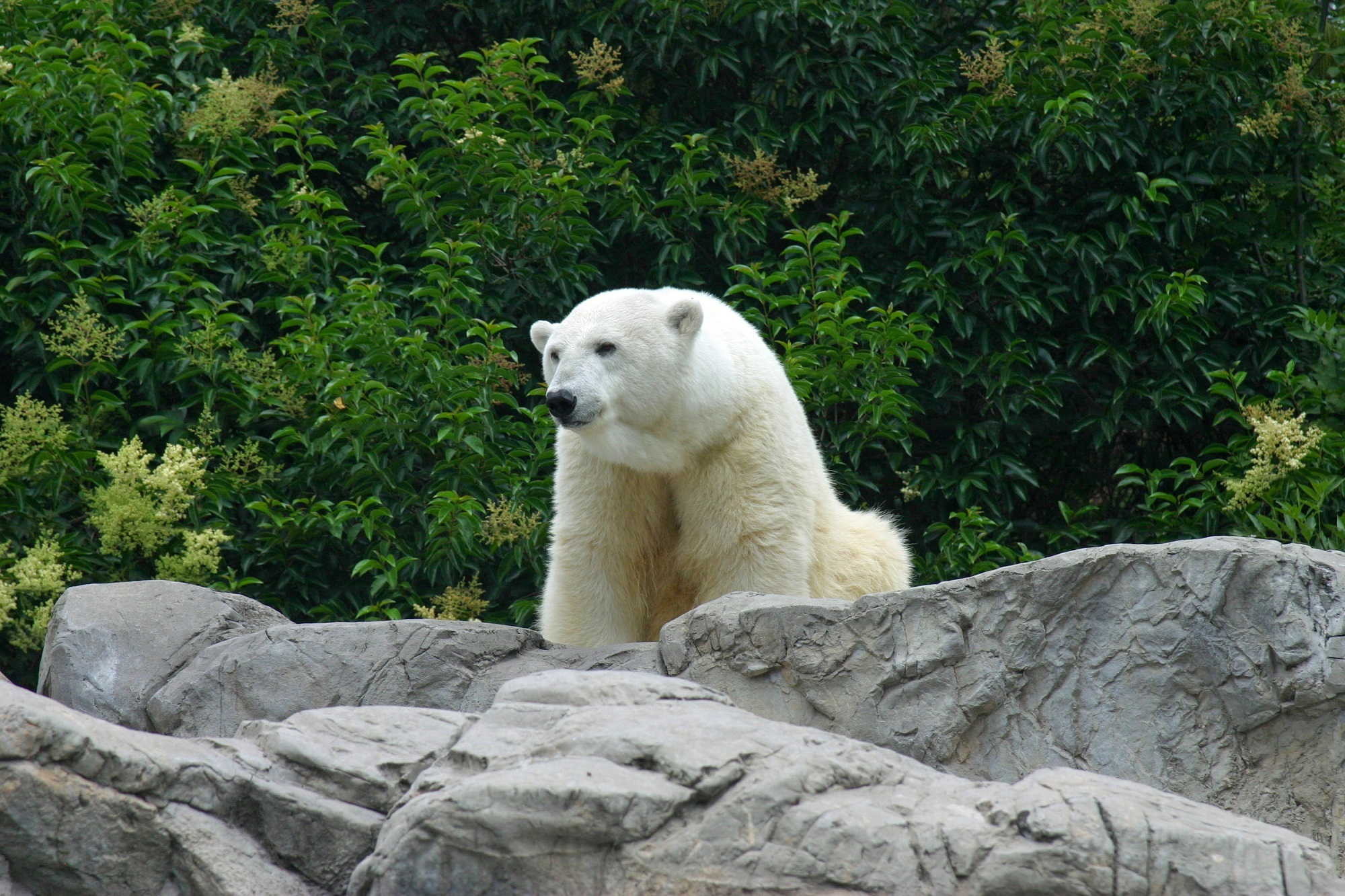 402696 завантажити шпалери тварина, полярний ведмідь, зоопарк, ведмеді - заставки і картинки безкоштовно