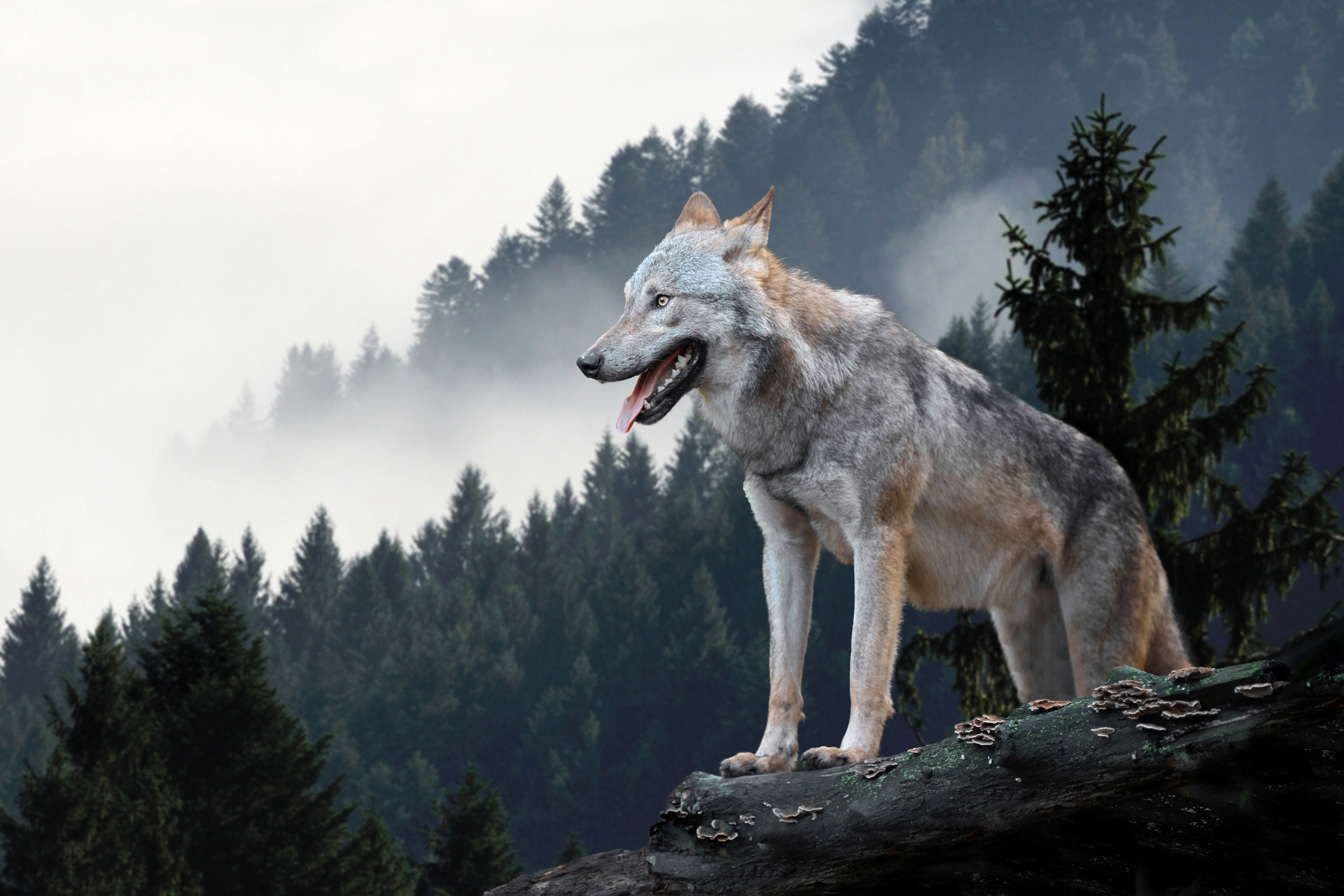 Handy-Wallpaper Tiere, Wolf, Wolves kostenlos herunterladen.