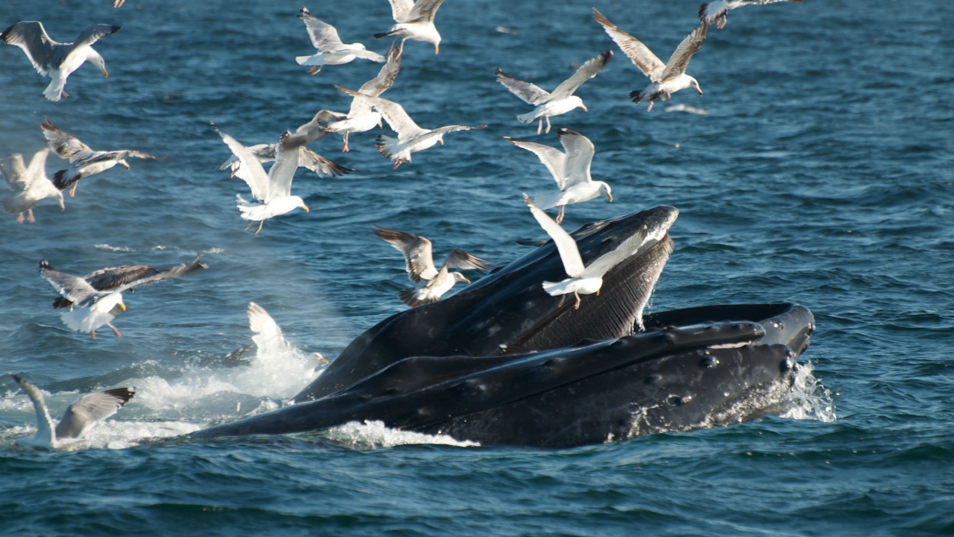 604105 скачать обои животные, кит - заставки и картинки бесплатно