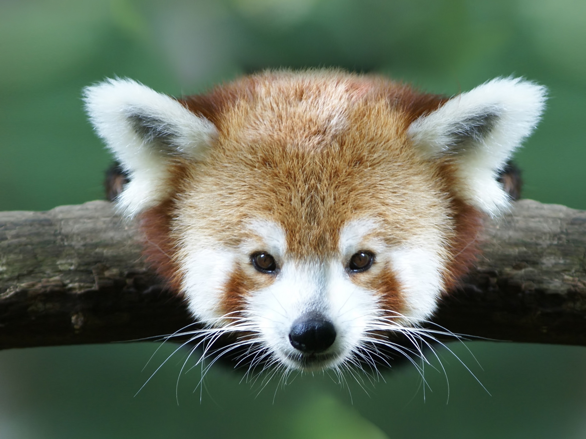 102147 descargar fondo de pantalla animales, rama, panda rojo, pequeño panda, panda pequeño: protectores de pantalla e imágenes gratis