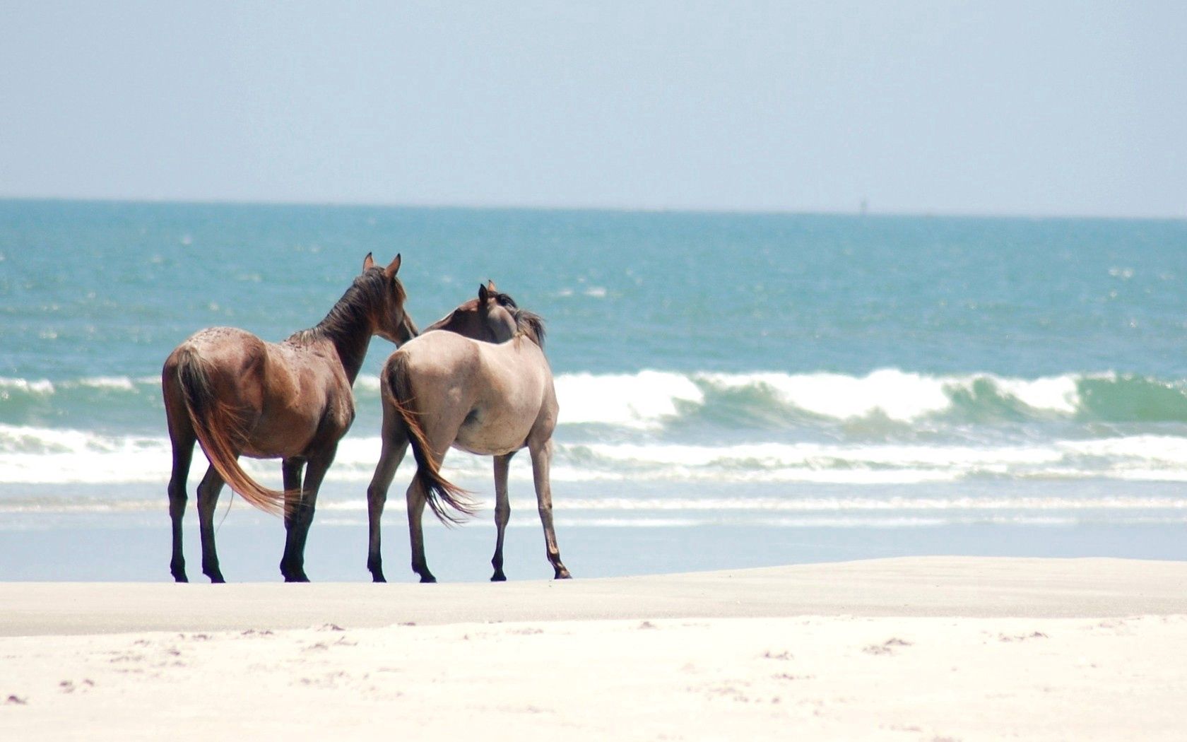 Free download wallpaper Animals, Bank, Stroll, Sea, Shore, Sand, Horses on your PC desktop