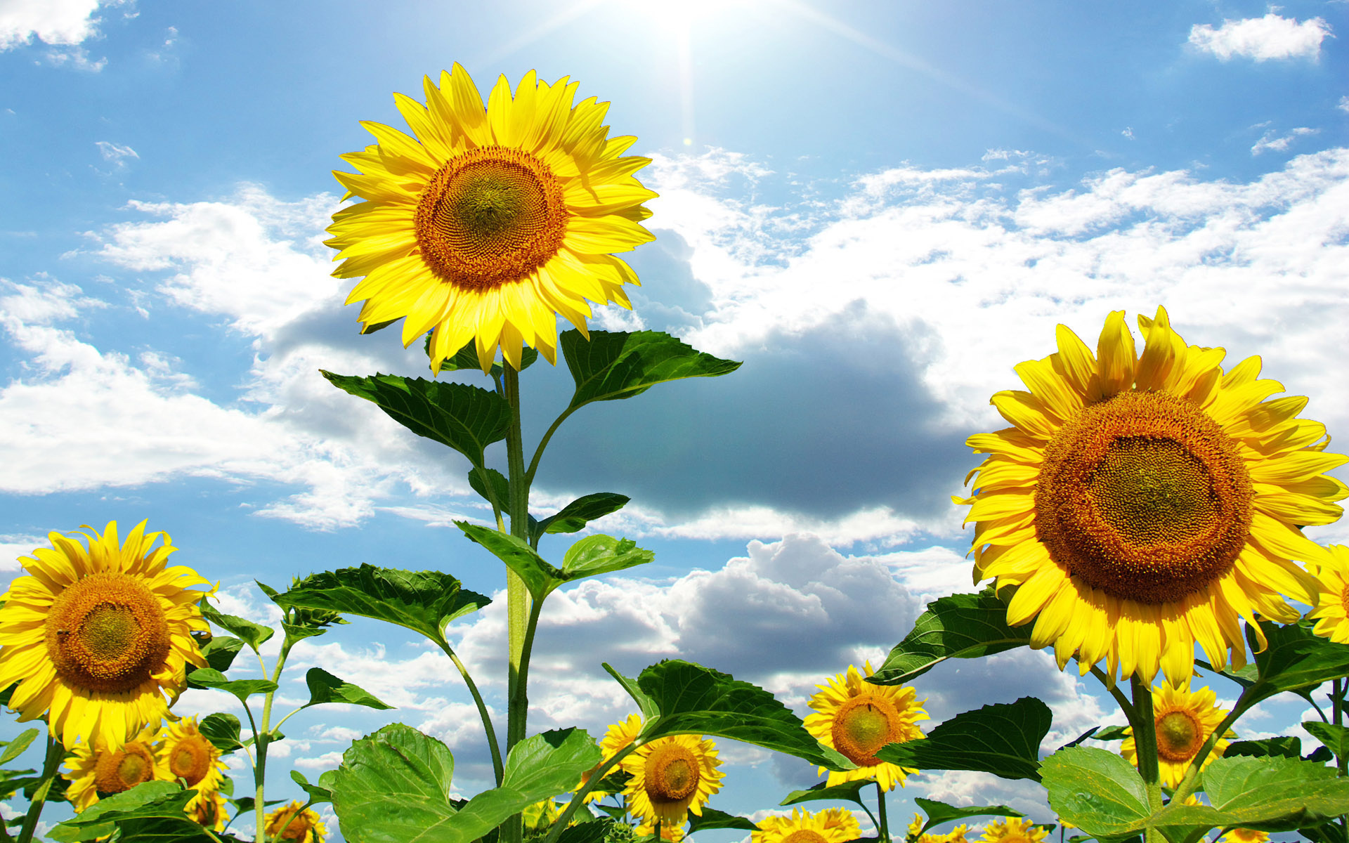 Download mobile wallpaper Sunflower, Flowers, Earth, Cloud, Sky for free.