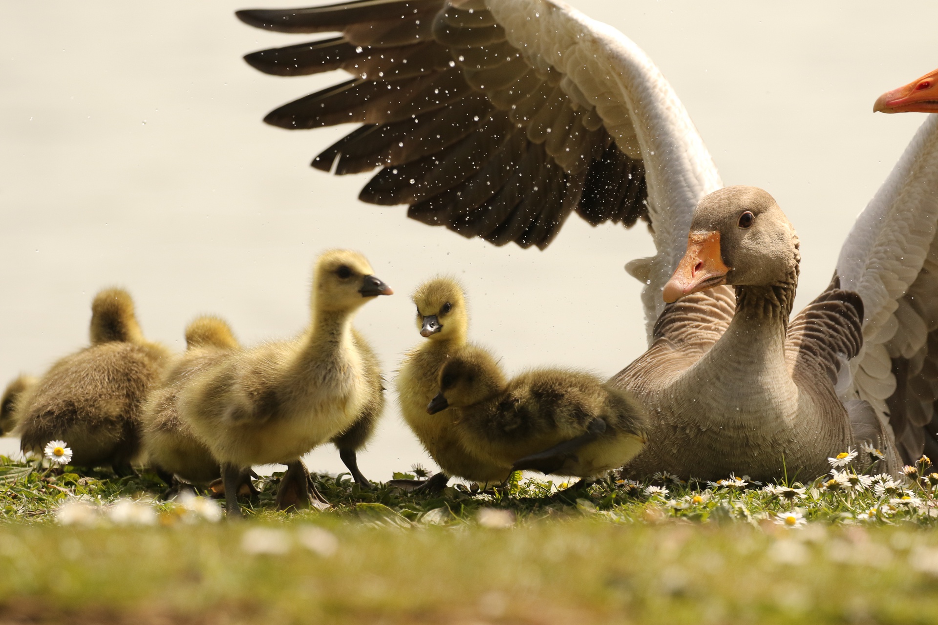 Free download wallpaper Birds, Bird, Animal, Chick, Goose, Baby Animal on your PC desktop