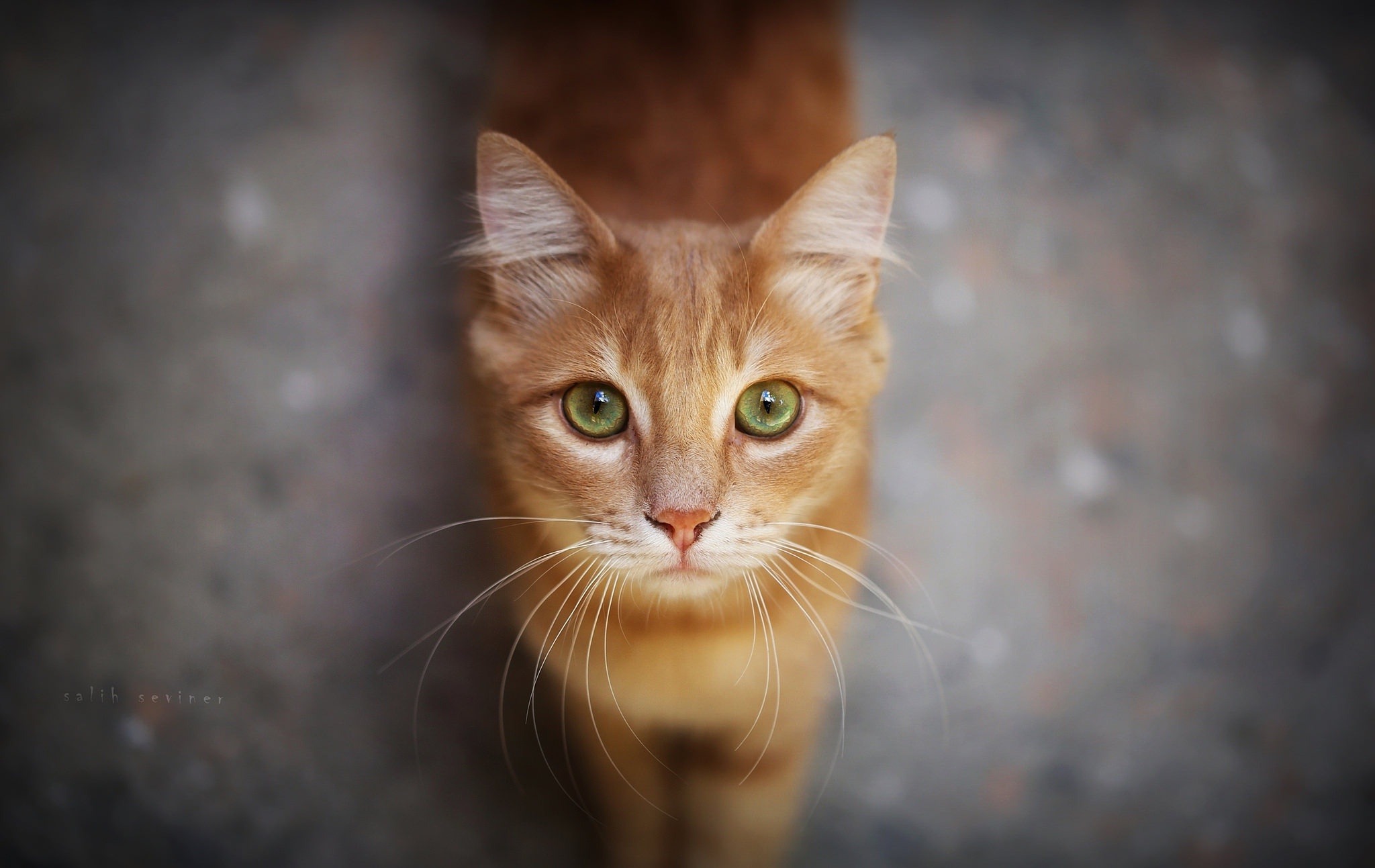 Download mobile wallpaper Cats, Cat, Animal, Stare for free.