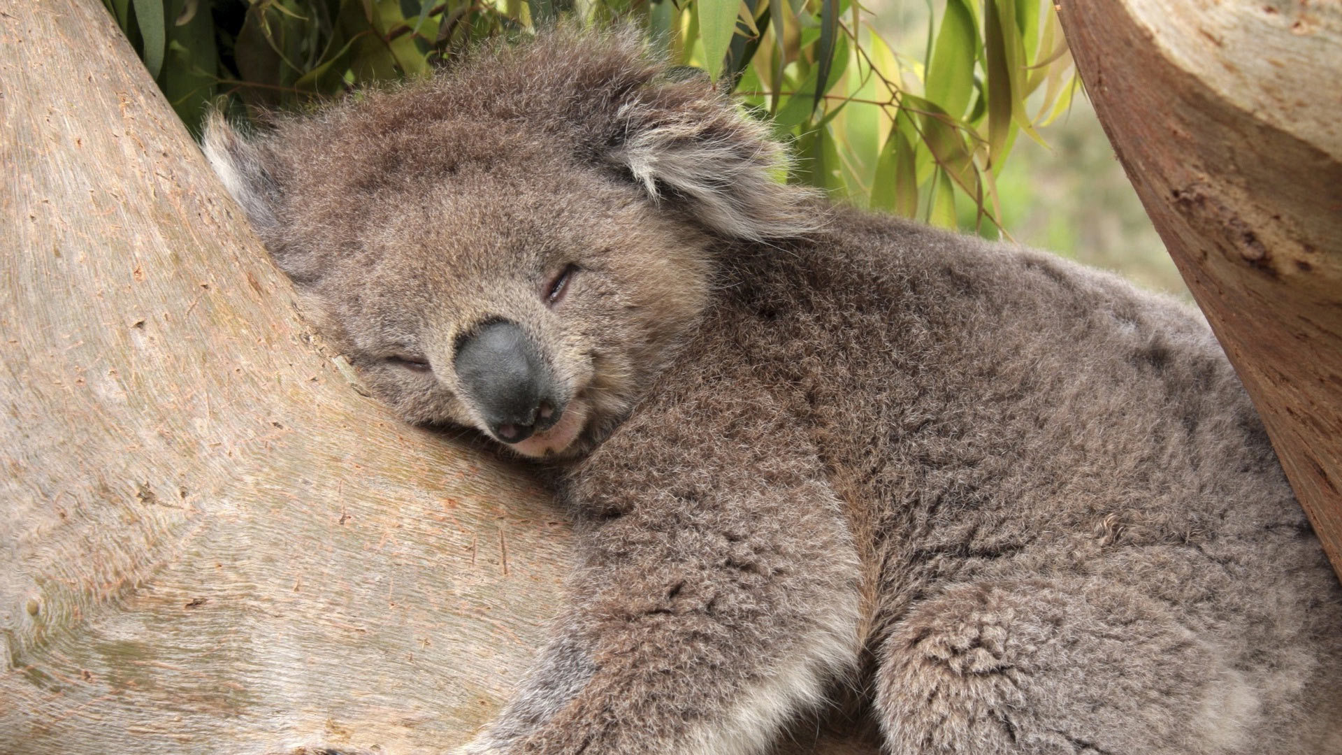 19853 baixar imagens animais, koalas, laranja - papéis de parede e protetores de tela gratuitamente