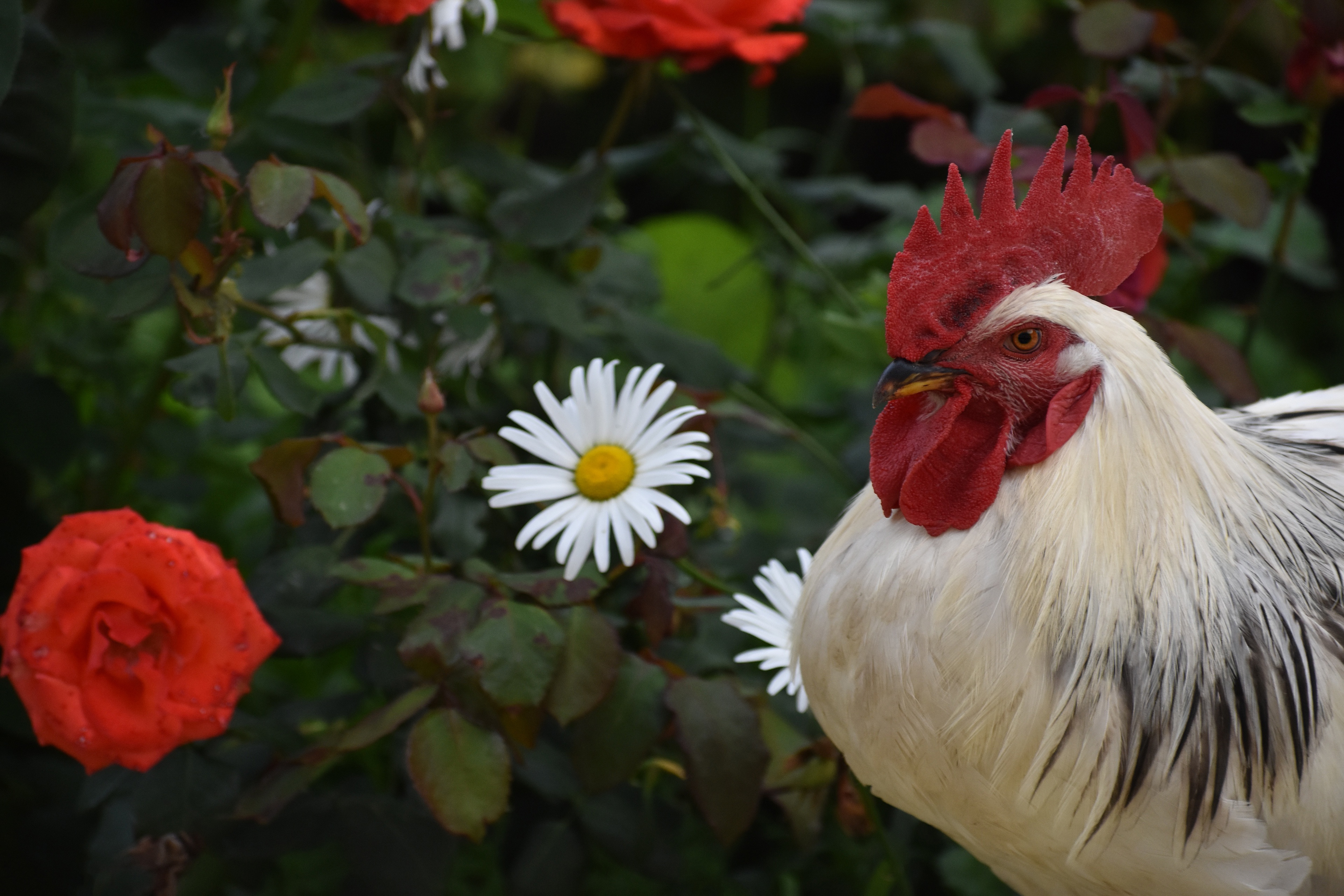 Free download wallpaper Birds, Flower, Bird, Animal, Rooster on your PC desktop