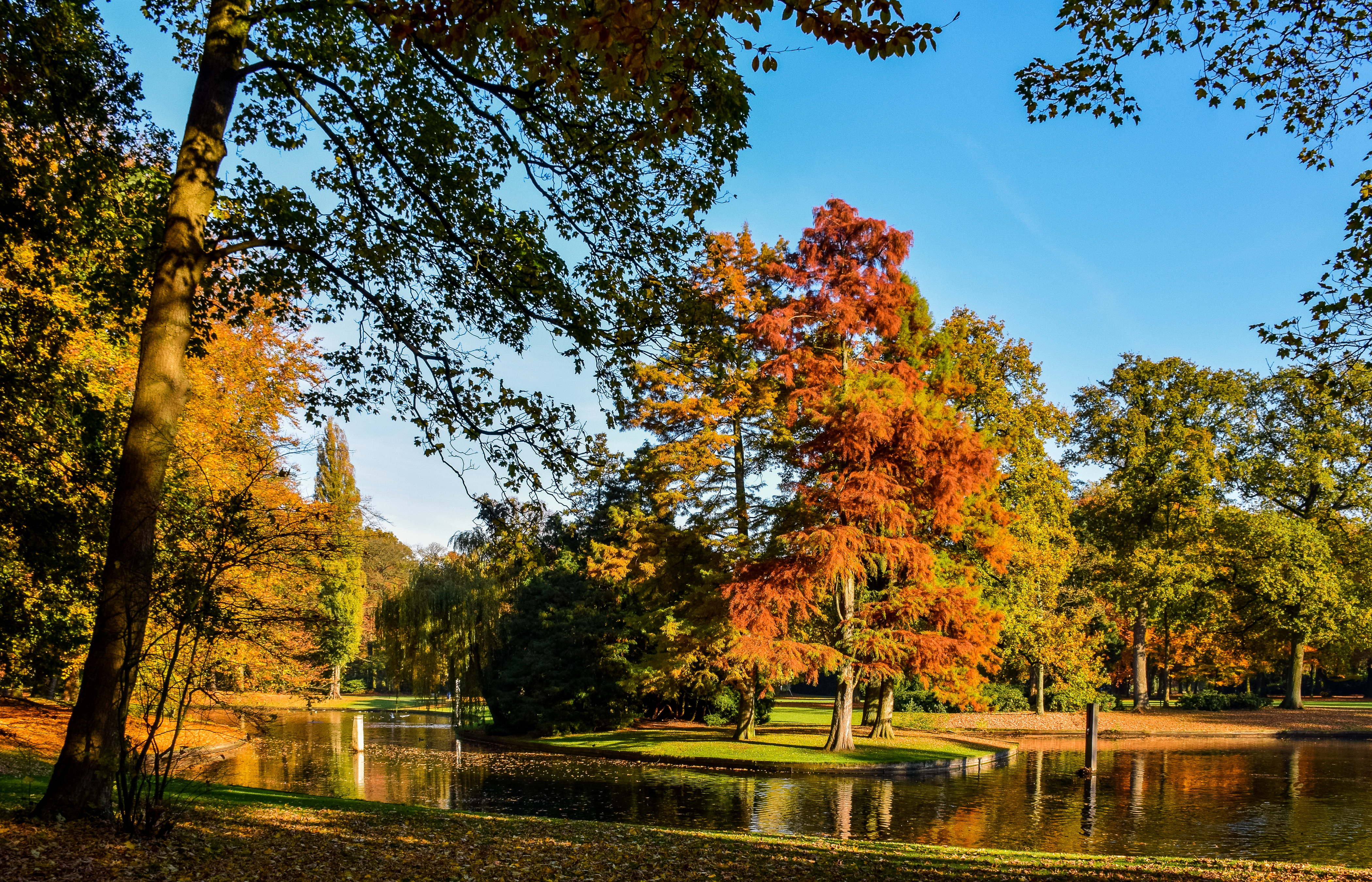 Скачать обои бесплатно Природа, Осень, Парк, Дерево, Пруд, Нидерланды, Фотографии картинка на рабочий стол ПК