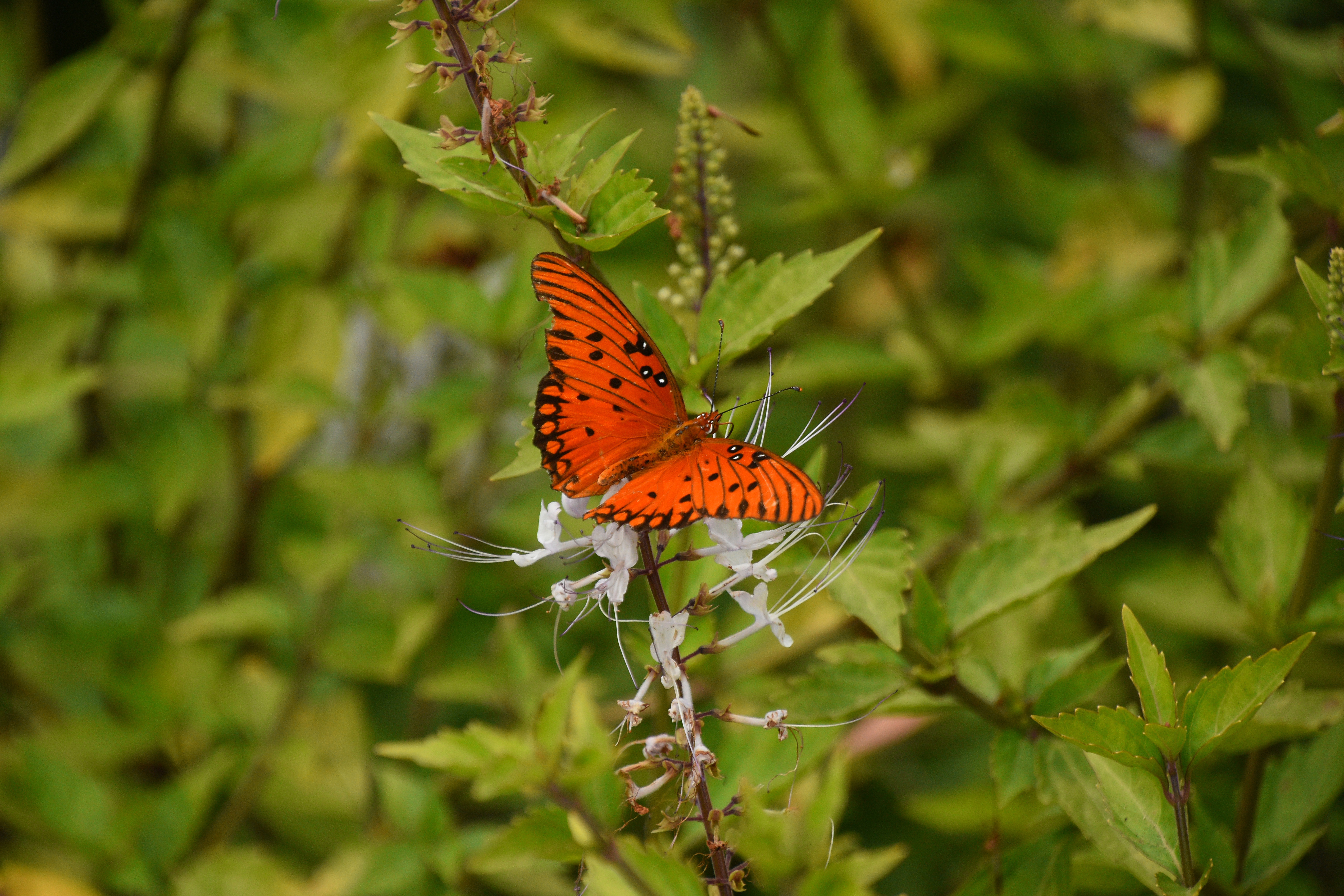 Laden Sie das Pflanze, Makro, Braun, Insekt, Schmetterling-Bild kostenlos auf Ihren PC-Desktop herunter