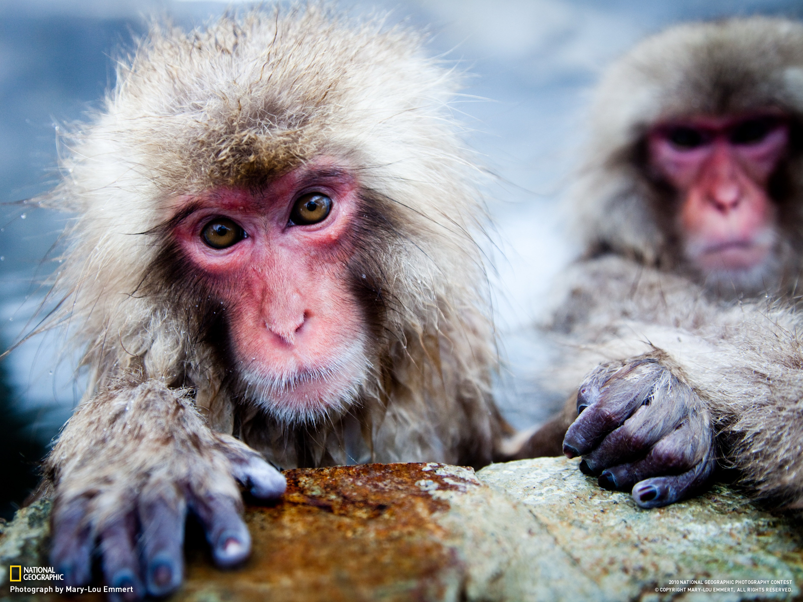 animal, japanese macaque, monkeys