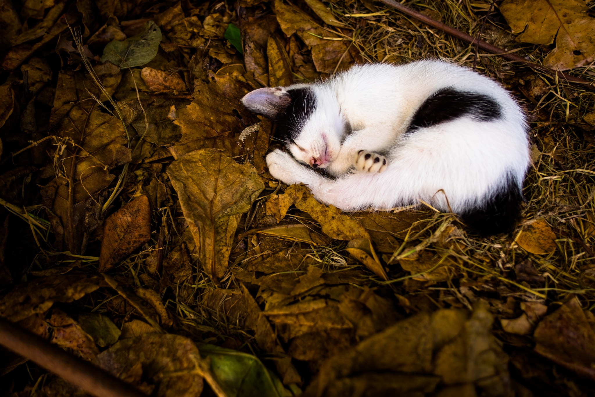 Download mobile wallpaper Cats, Cat, Animal, Sleeping for free.