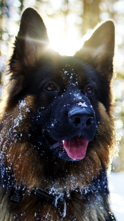 Handy-Wallpaper Tiere, Hunde, Schäferhund kostenlos herunterladen.