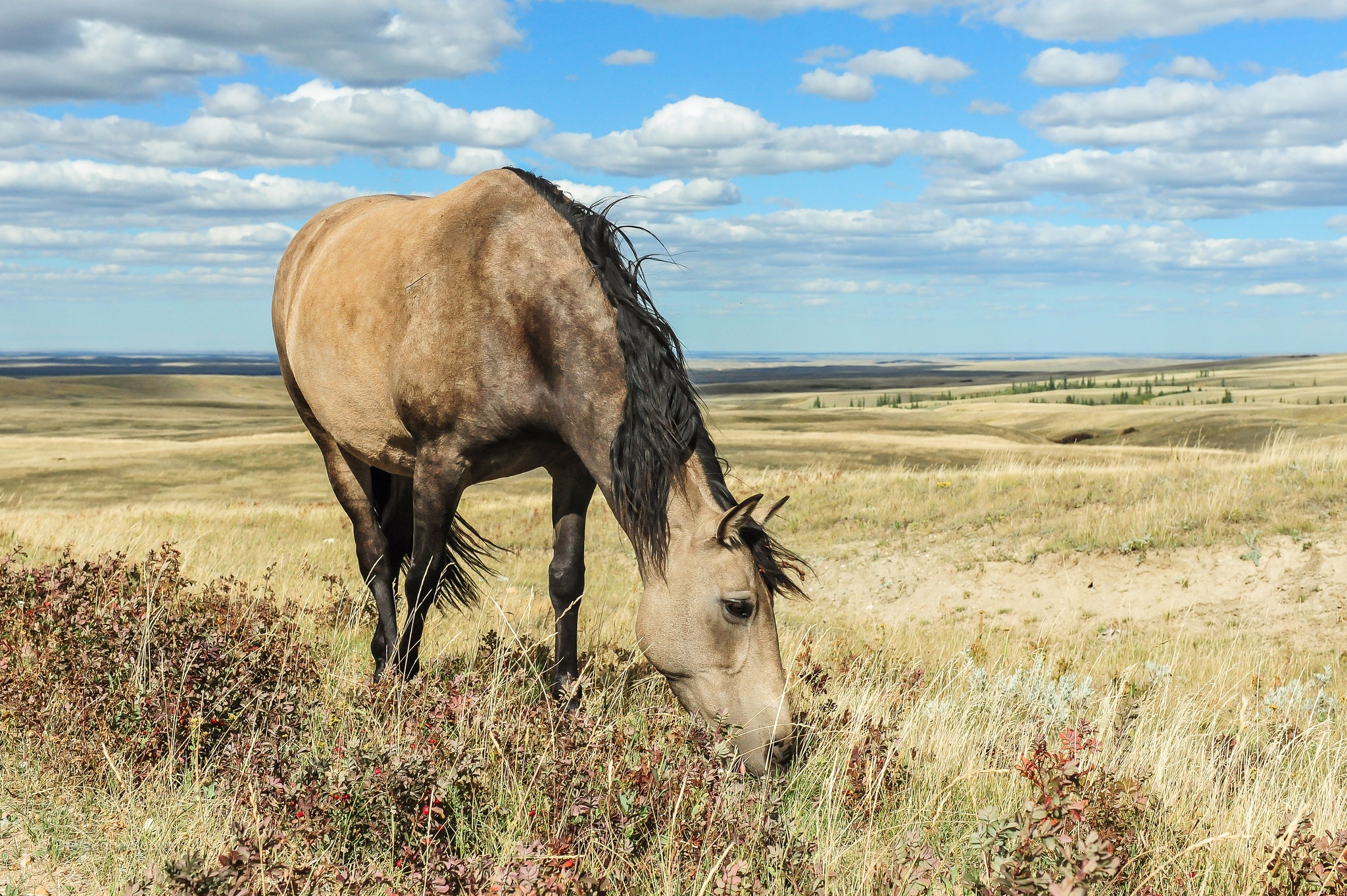 Free download wallpaper Landscape, Nature, Grass, Horizon, Animal, Cloud, Horse on your PC desktop