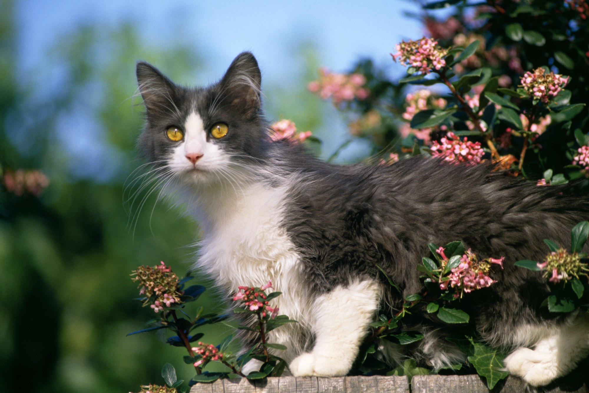 Скачать картинку Котенок, Кошка, Животные, Кошки в телефон бесплатно.