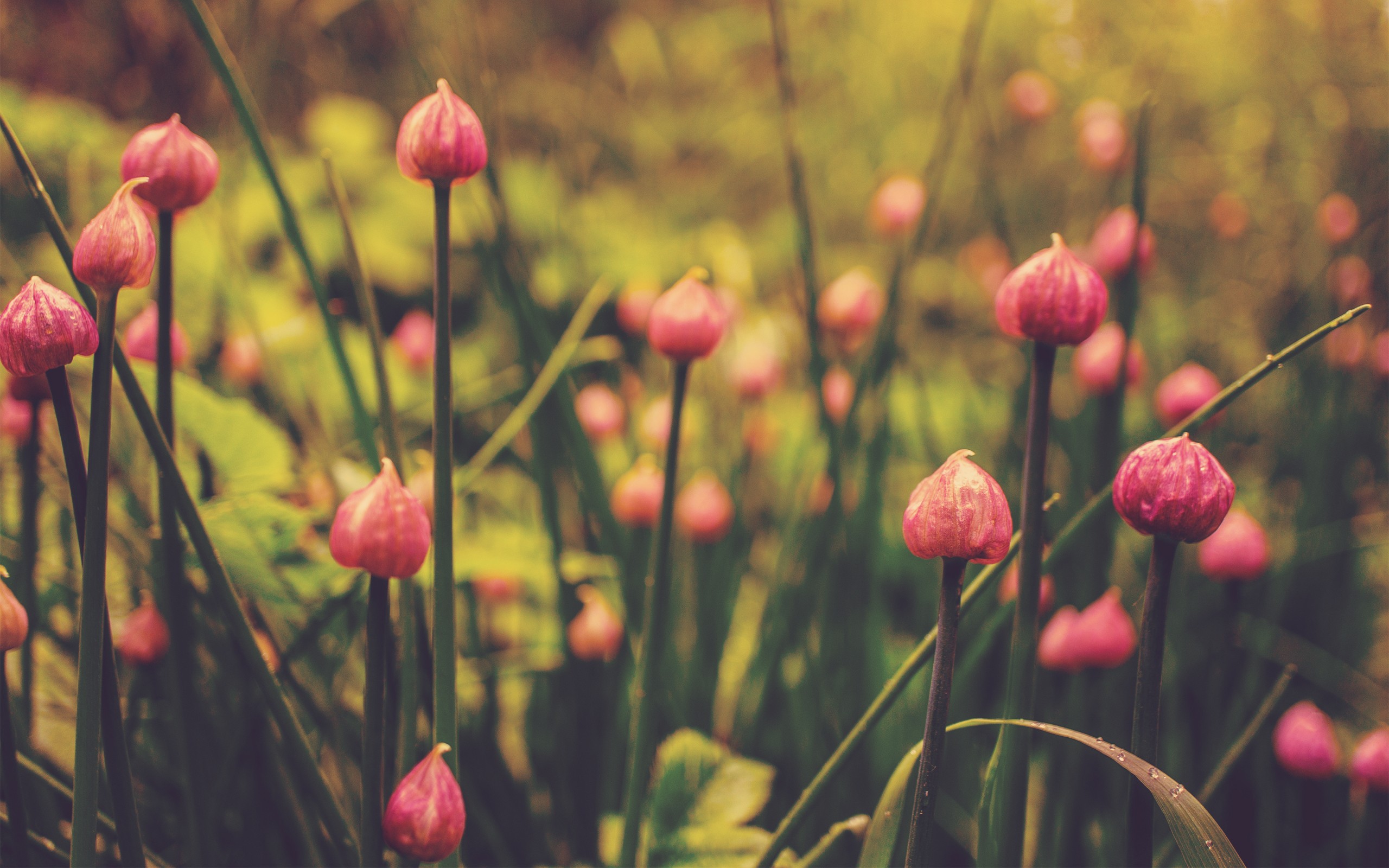 Descarga gratuita de fondo de pantalla para móvil de Flores, Flor, Tierra/naturaleza.